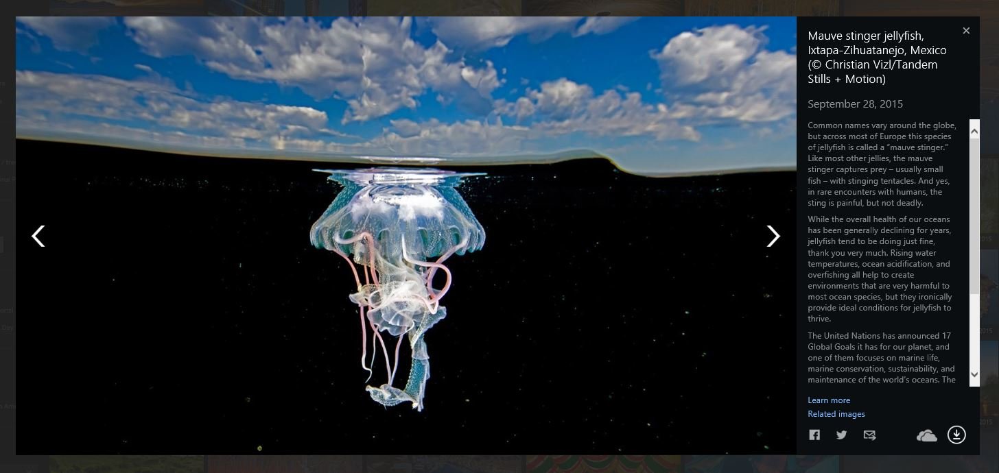 Jellyfish_overunder.JPG