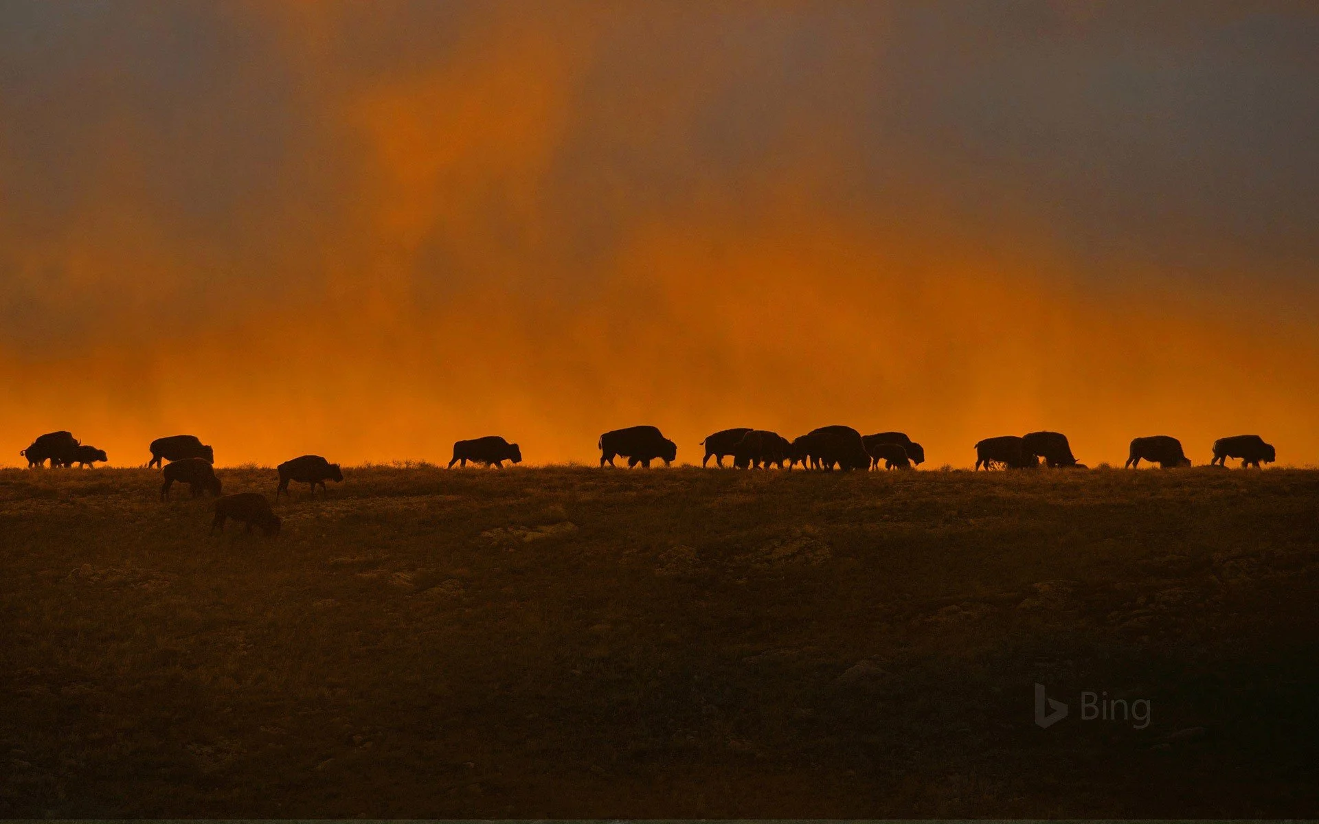 Bison at Wind Cave National Park, South Dakota.jpg
