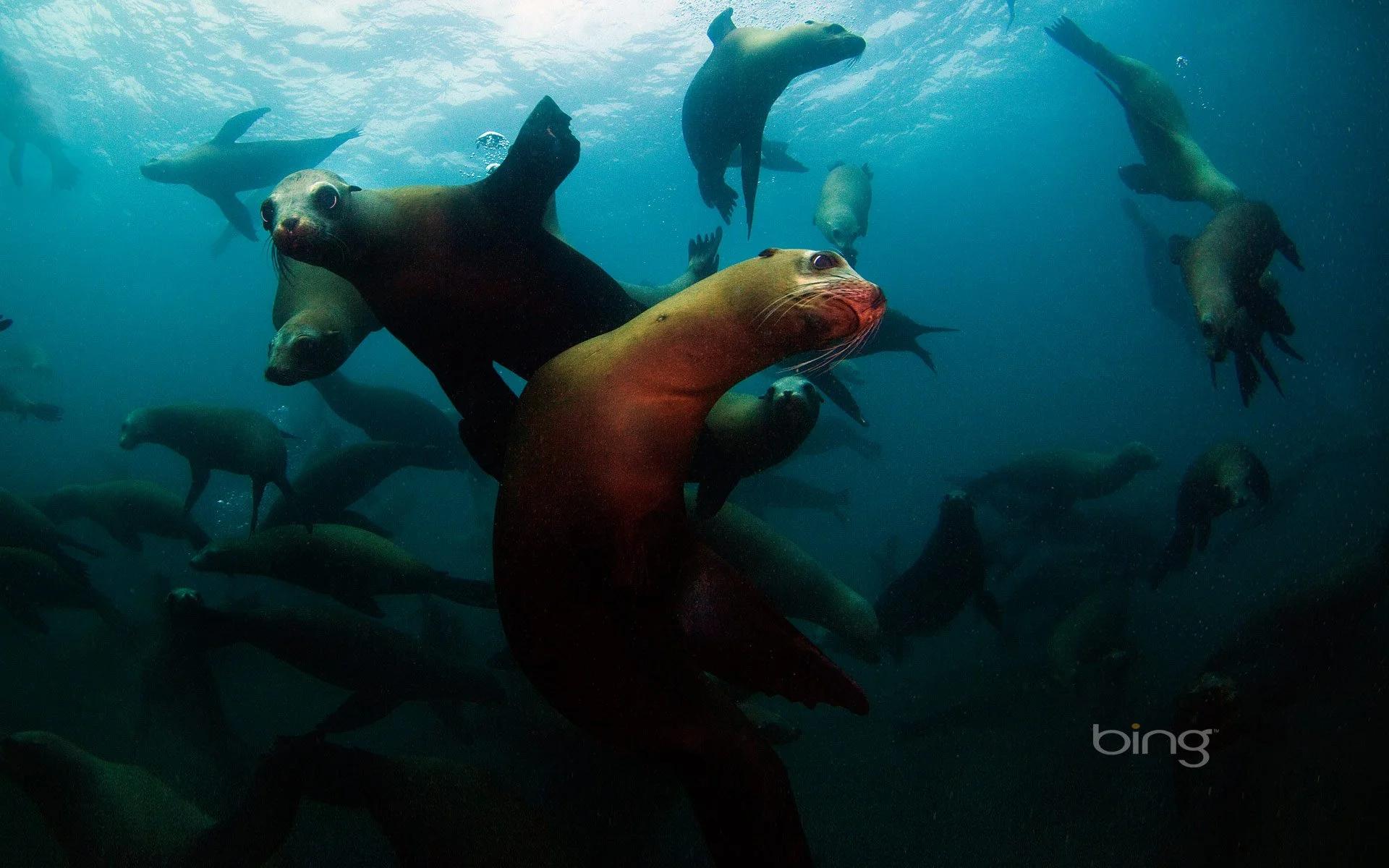 California sea lions off Anacapa Island, Channel Islands National Park, California.jpg