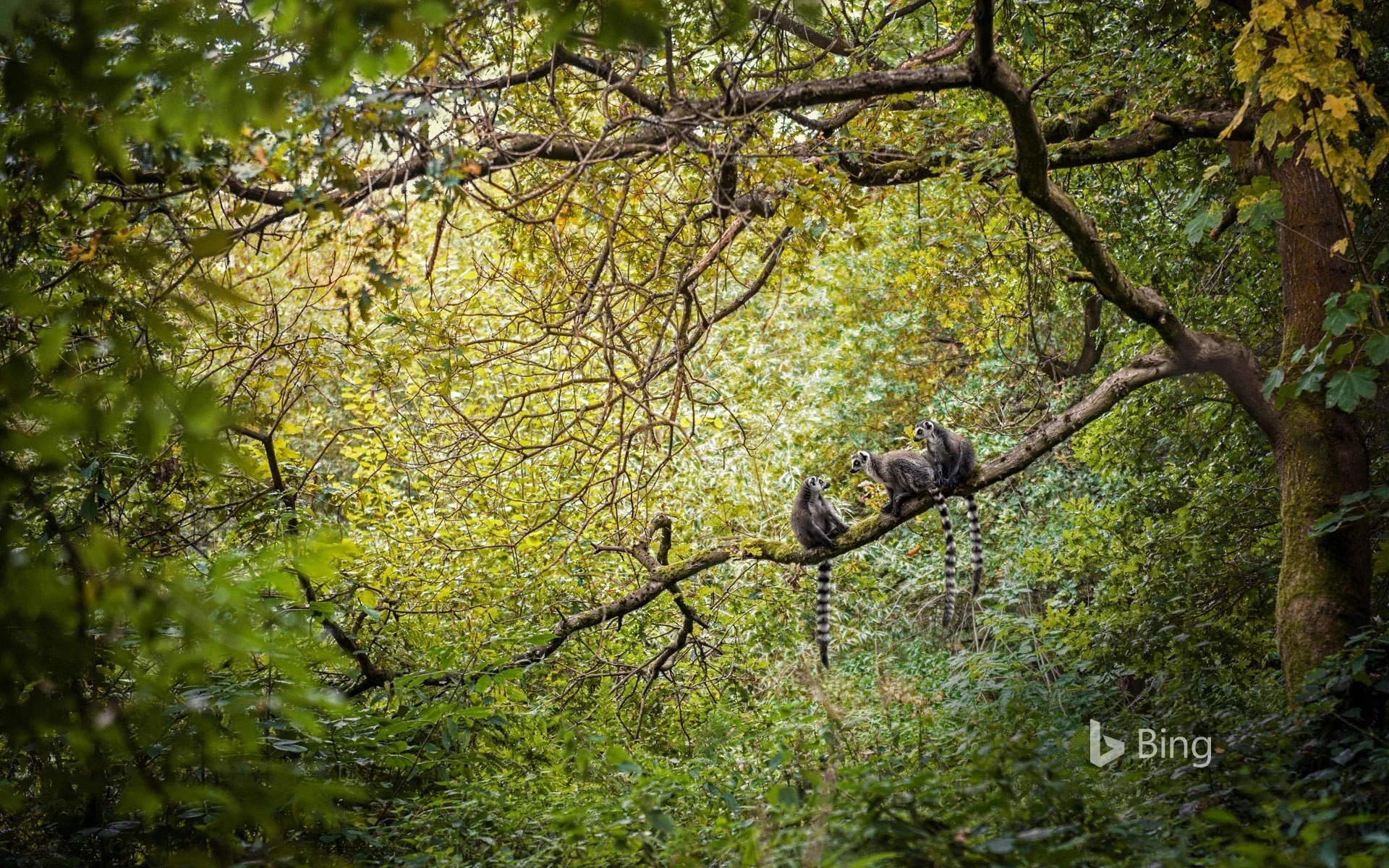 BingWallpaper-2019-10-25.jpg