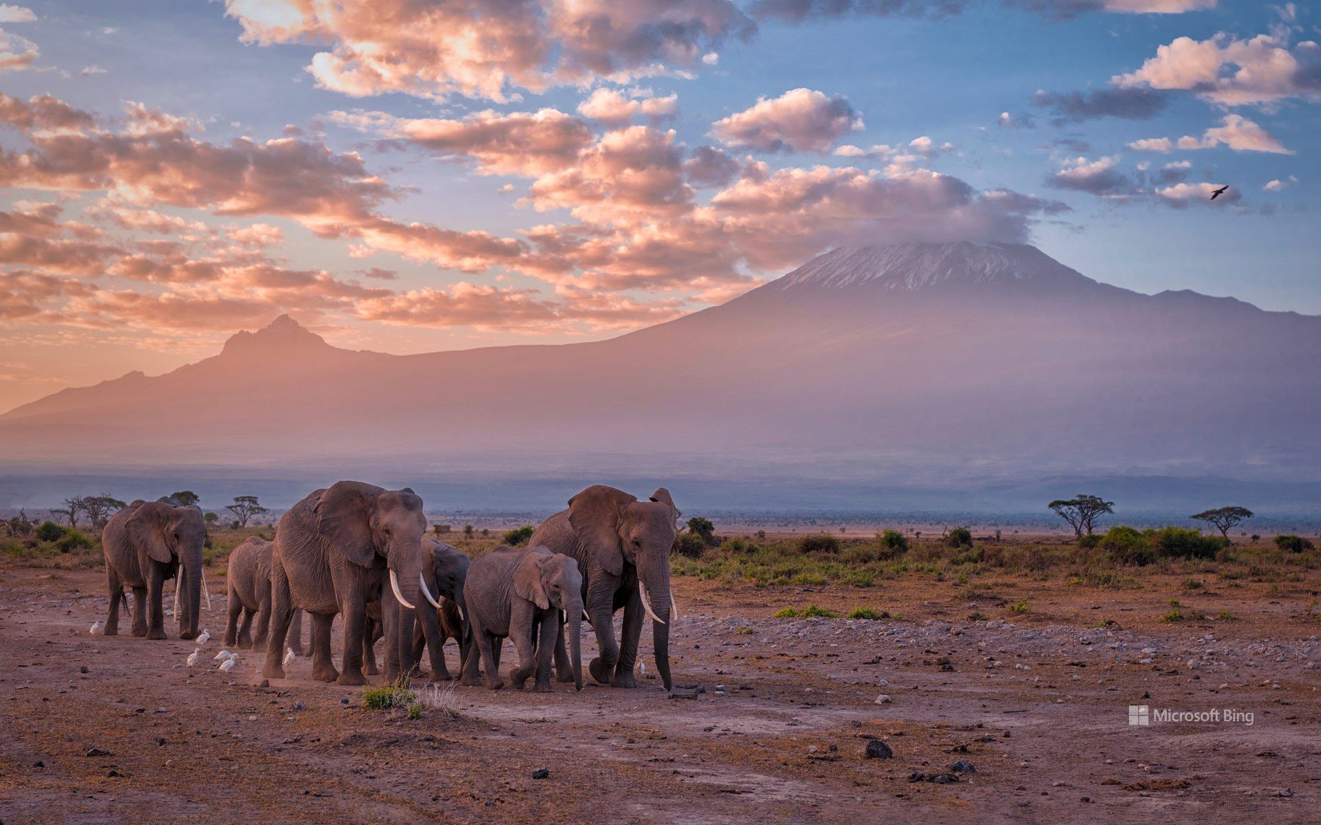 Elephants near Mount Kilimanjaro, Amboseli National Park, Kenya.jpg