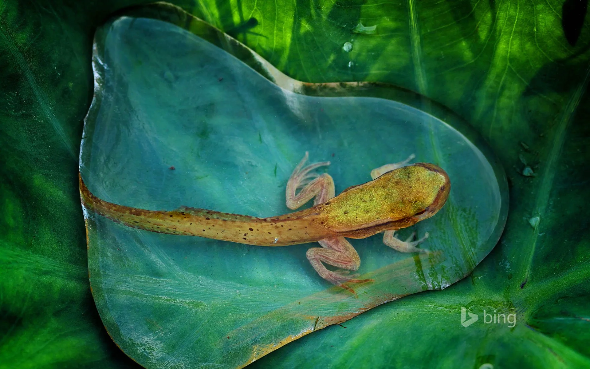 An adolescent frog in a drop of water - Copy.jpg