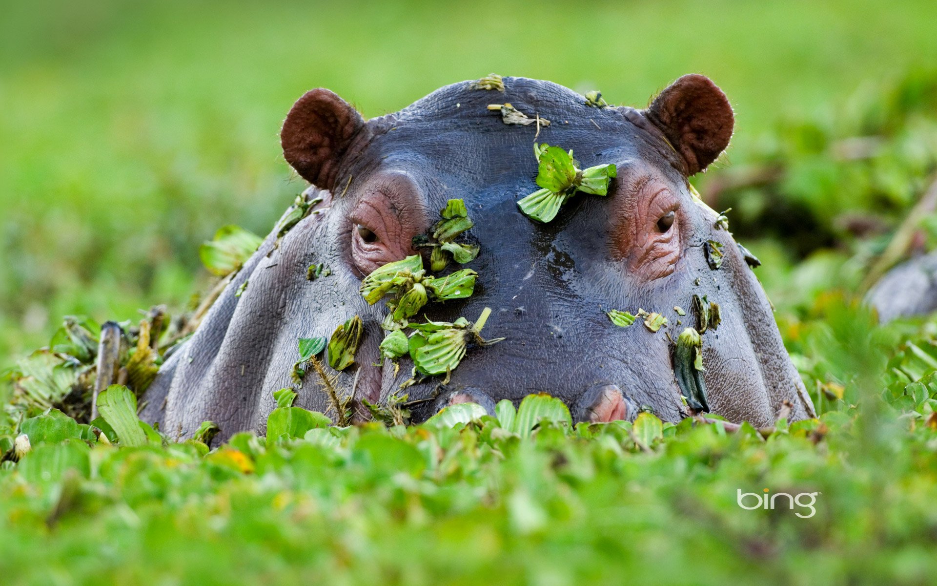 Hippopotamus, Masai Mara National Reserve, Kenya - Copy.jpg