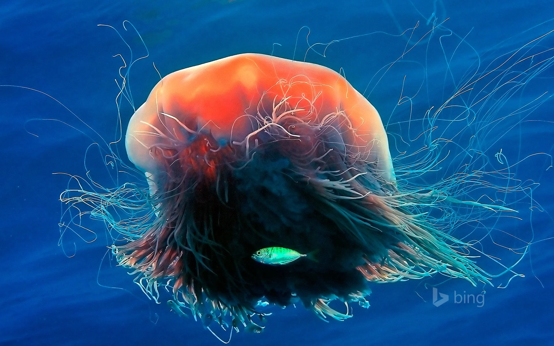 Lion's mane jellyfish - Copy.jpg