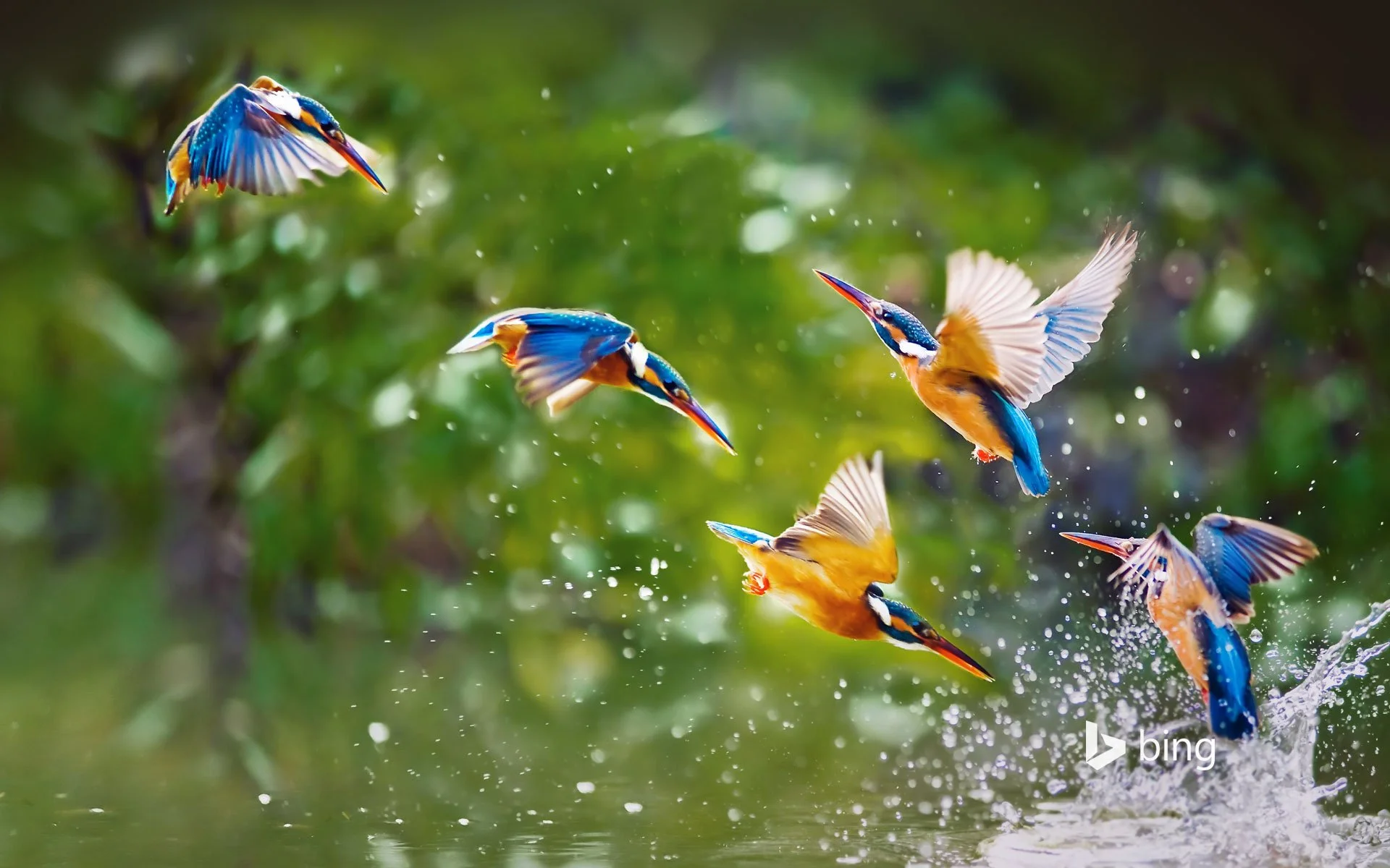 Kingfishers, Taipei, Taiwan - Copy.jpg