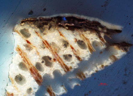 Analysis of a cross-section sample of a black replacement under UV light