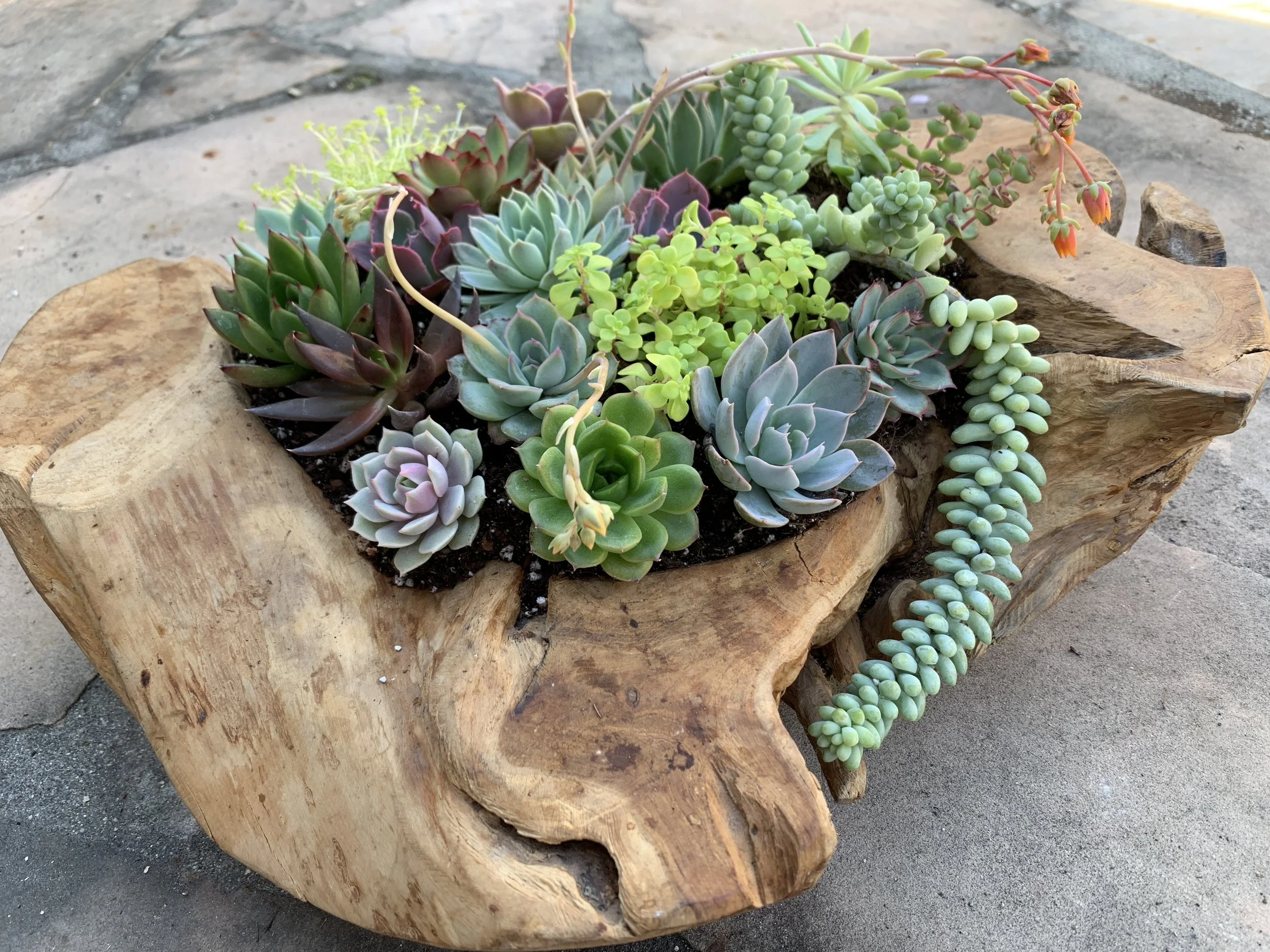 Live Succulent Arrangements in Live Edge Wood Planter, Large Size $125-$225