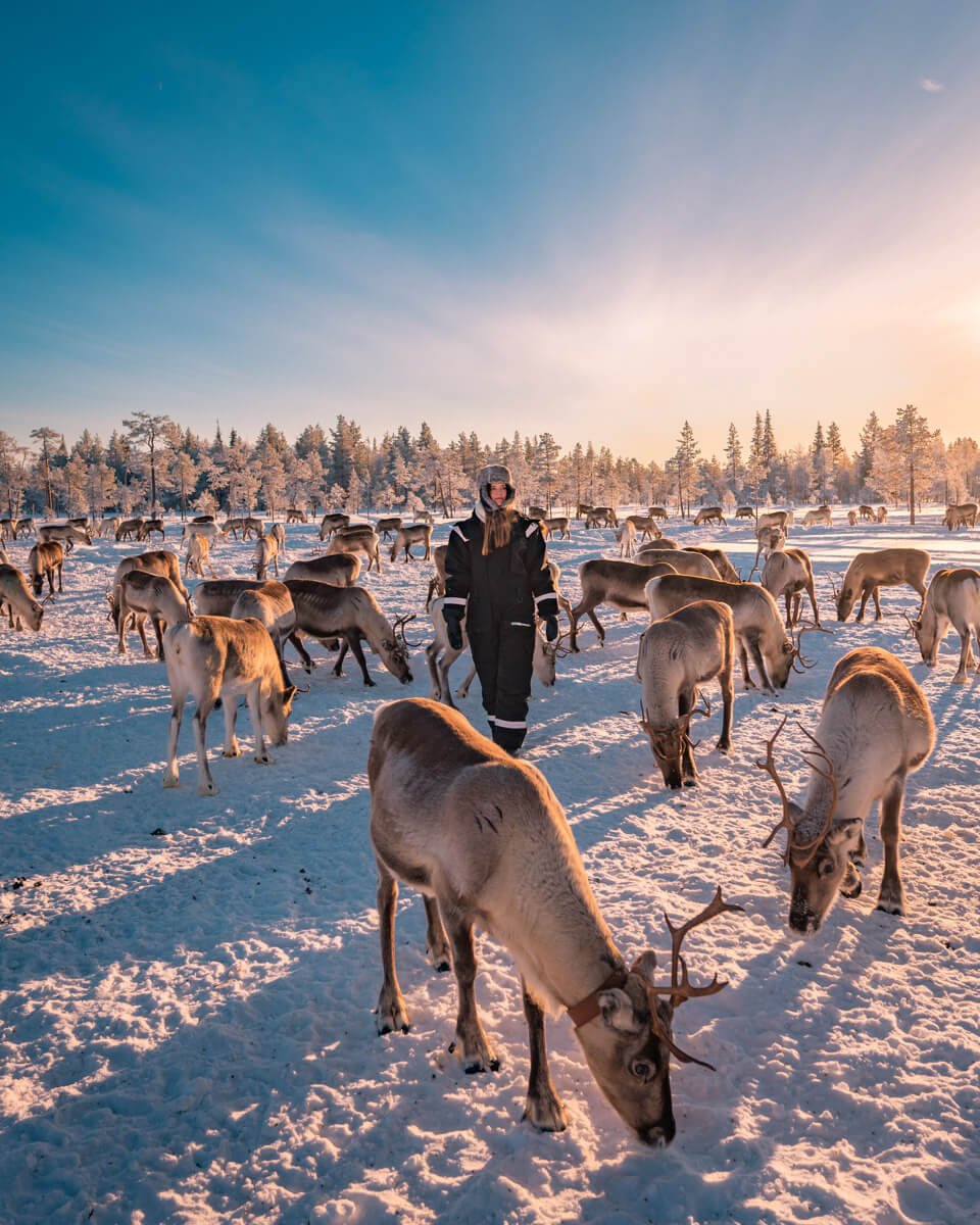 lapland-activities-reindeer-farm.jpg