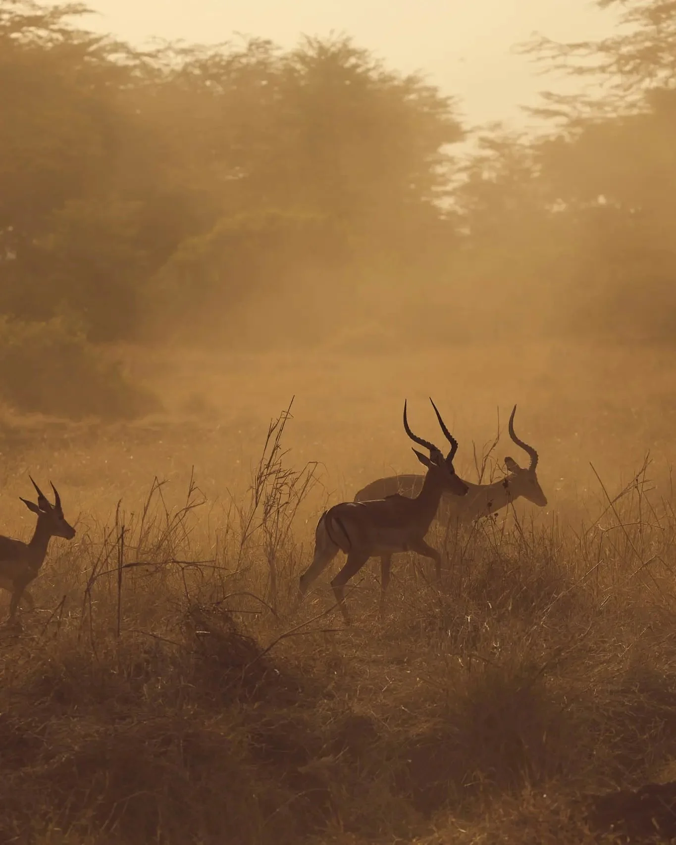 discover-collection_kenya_0293.jpg.jpeg