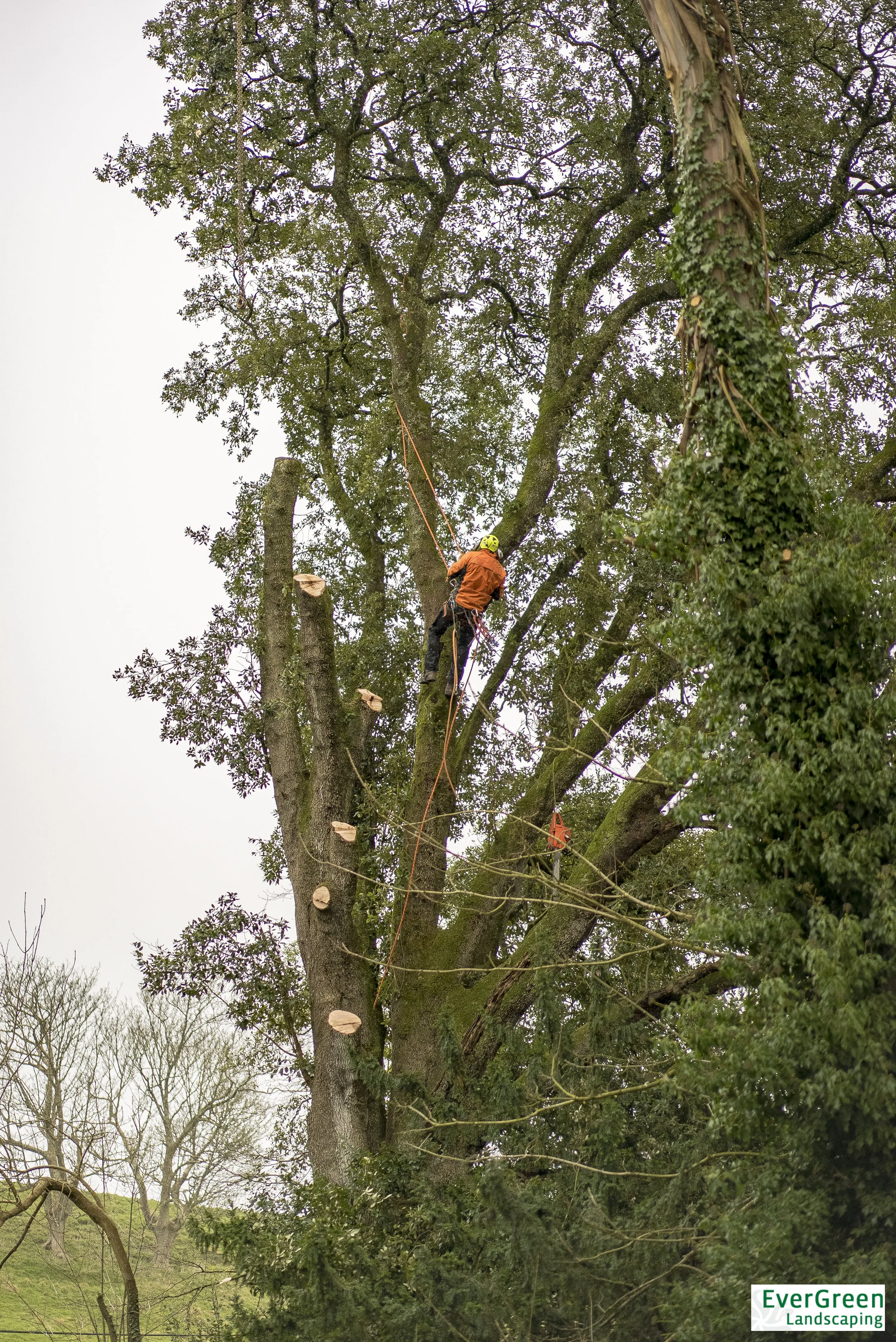 EVERGREEN TREE SURGERY TAWSTOCKALTITUDE58 (4 of 36).jpg