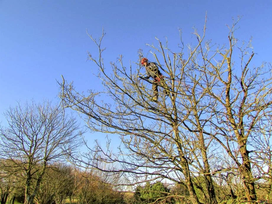 Evergreen landscaping north devon-1-10-2.jpg