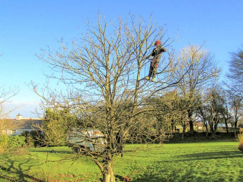 Evergreen landscaping north devon-1-12.jpg