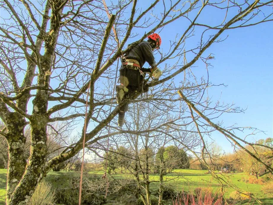 Evergreen landscaping north devon-1-14.jpg