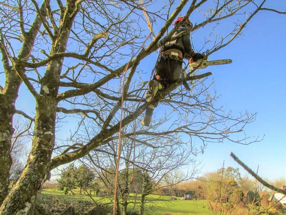 Evergreen landscaping north devon-1-15.jpg