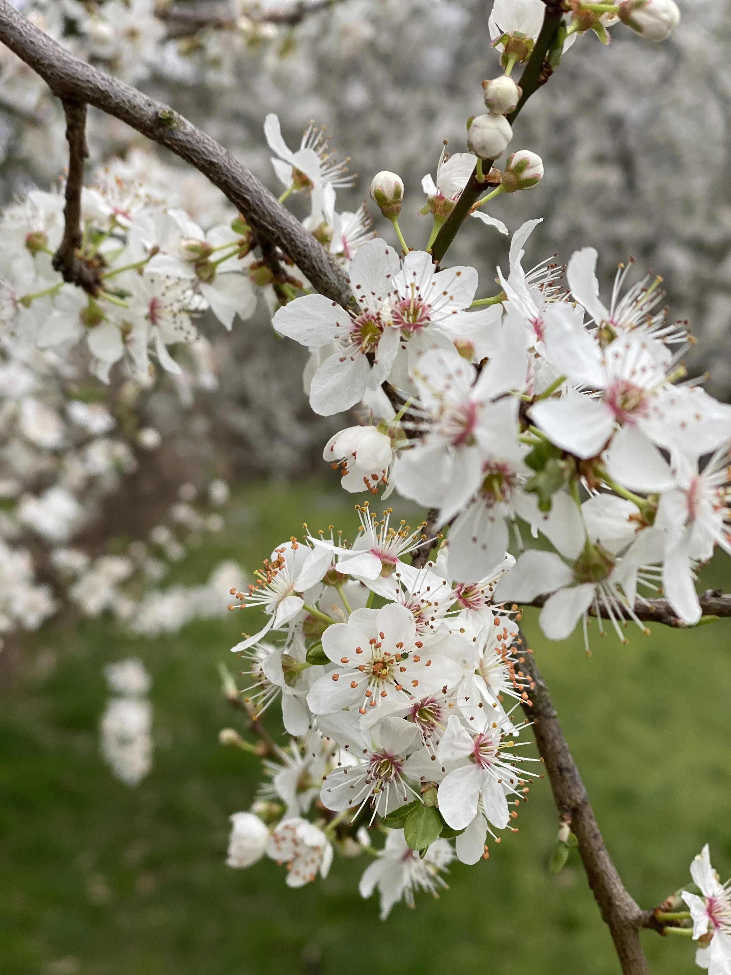 SPRING NEWNESS