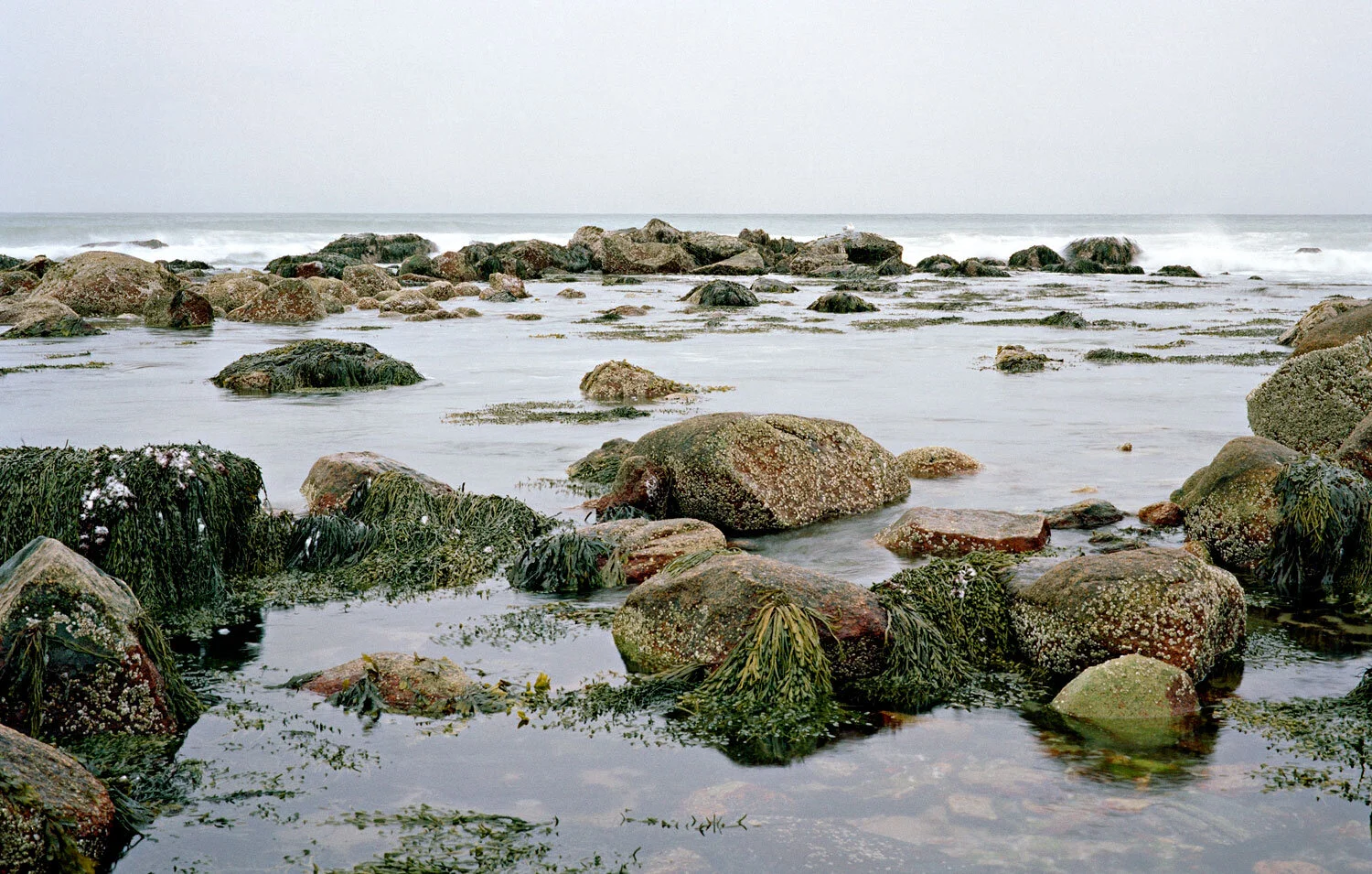 SS_INTERTIDAL_024.jpg