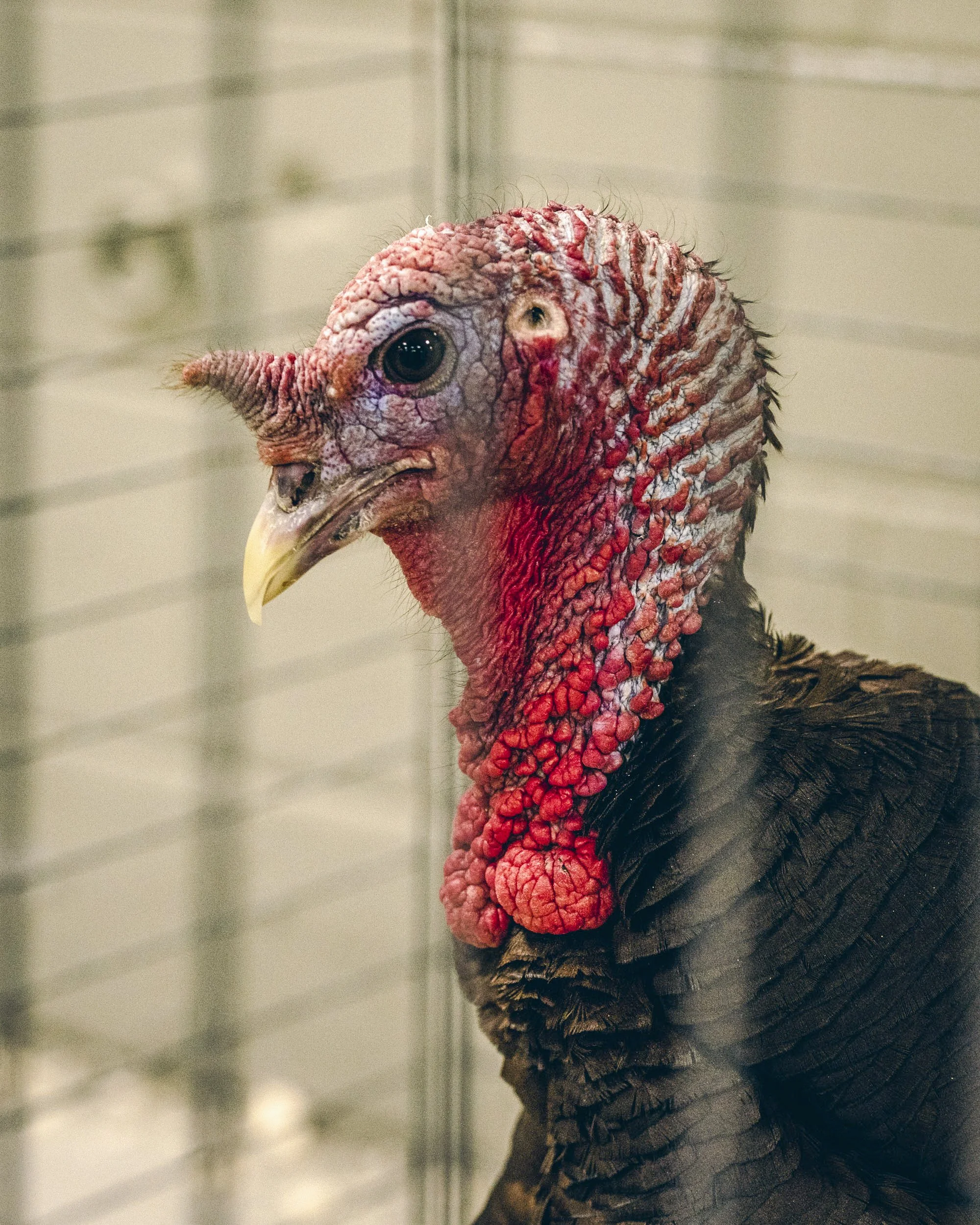 SS_CHICKEN_CONGRESS_005.jpg