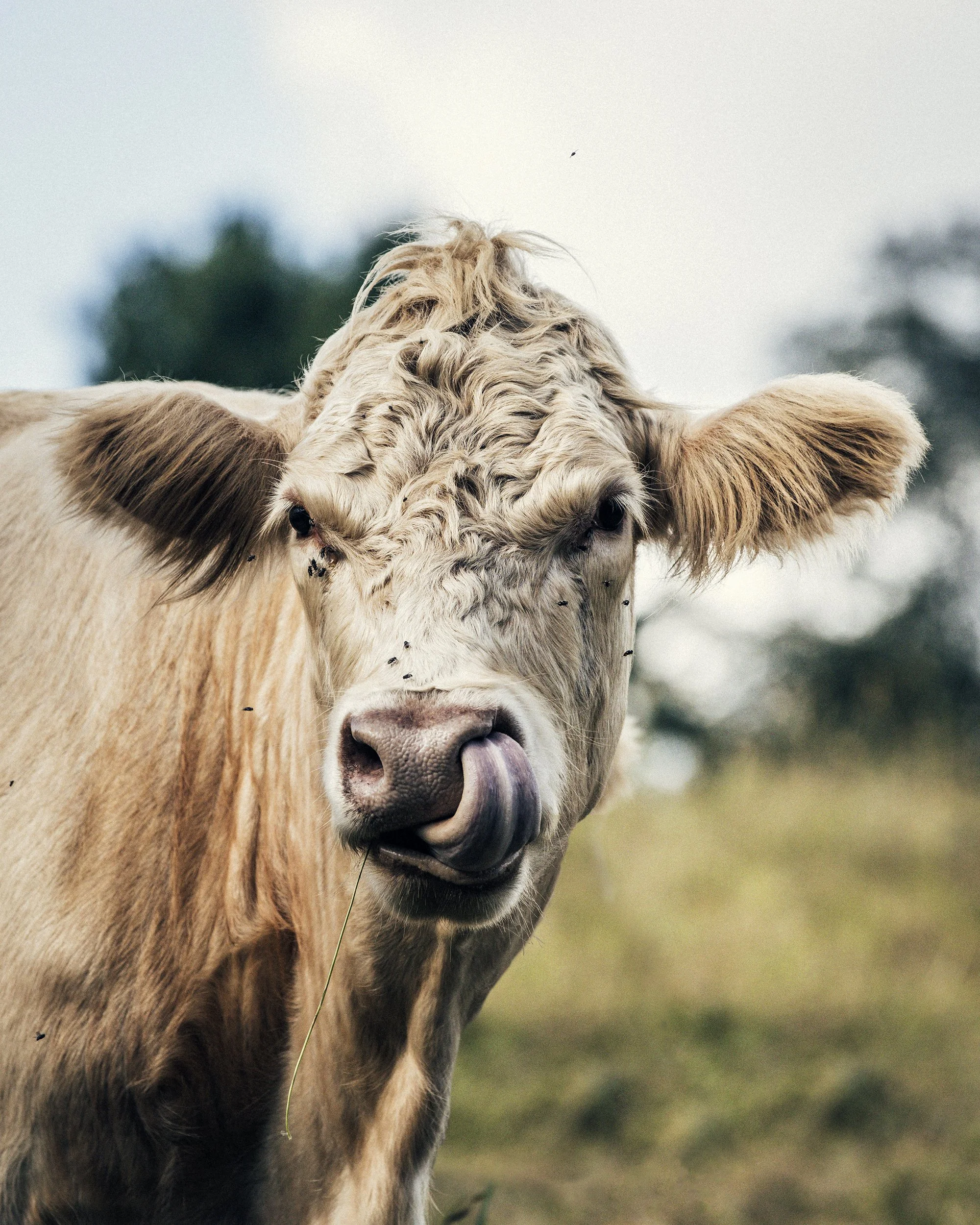 180914_RIM_FARMS_DEEP_ROOTS_0148 2.jpg