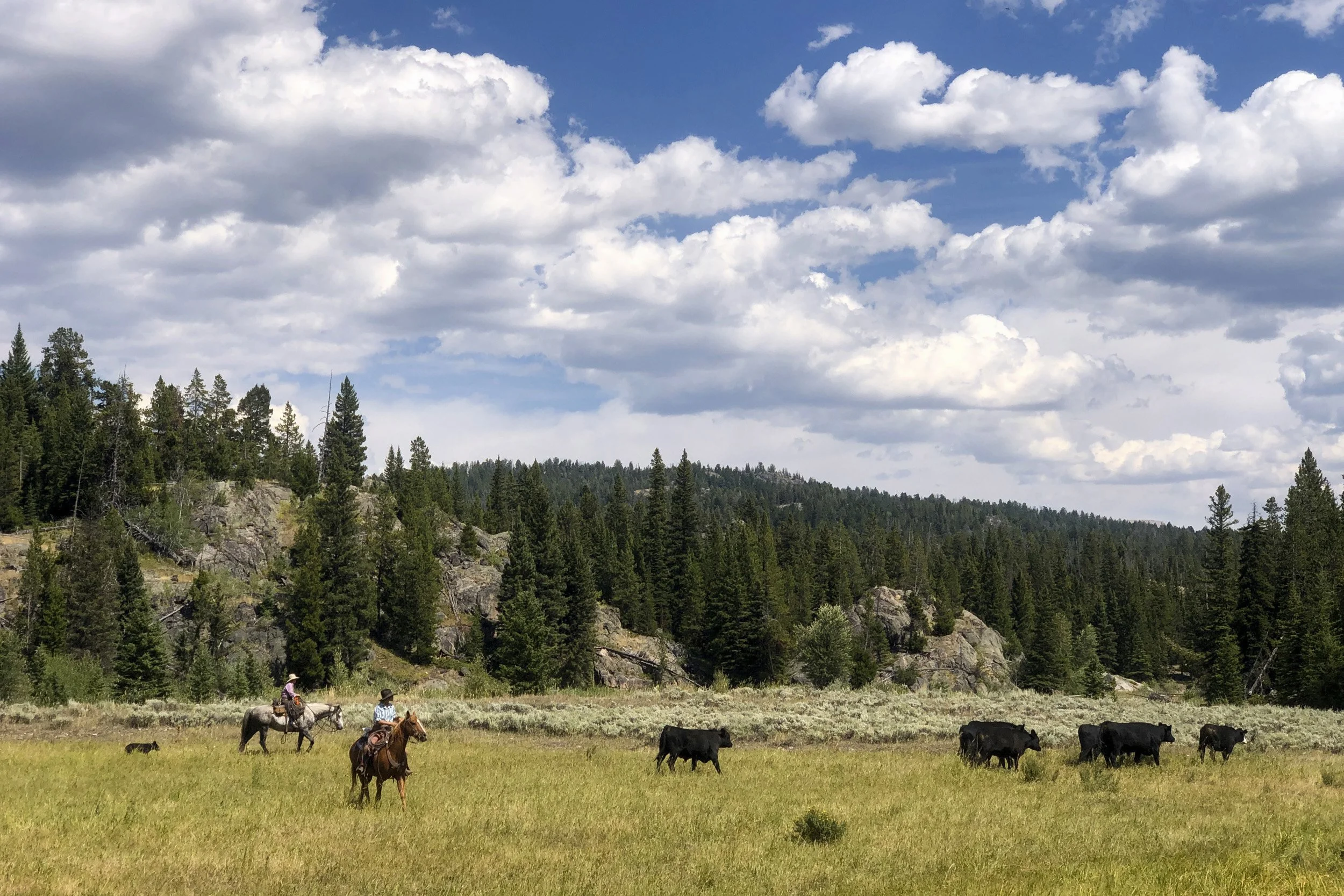 SS_ROSEBUD_009.jpg
