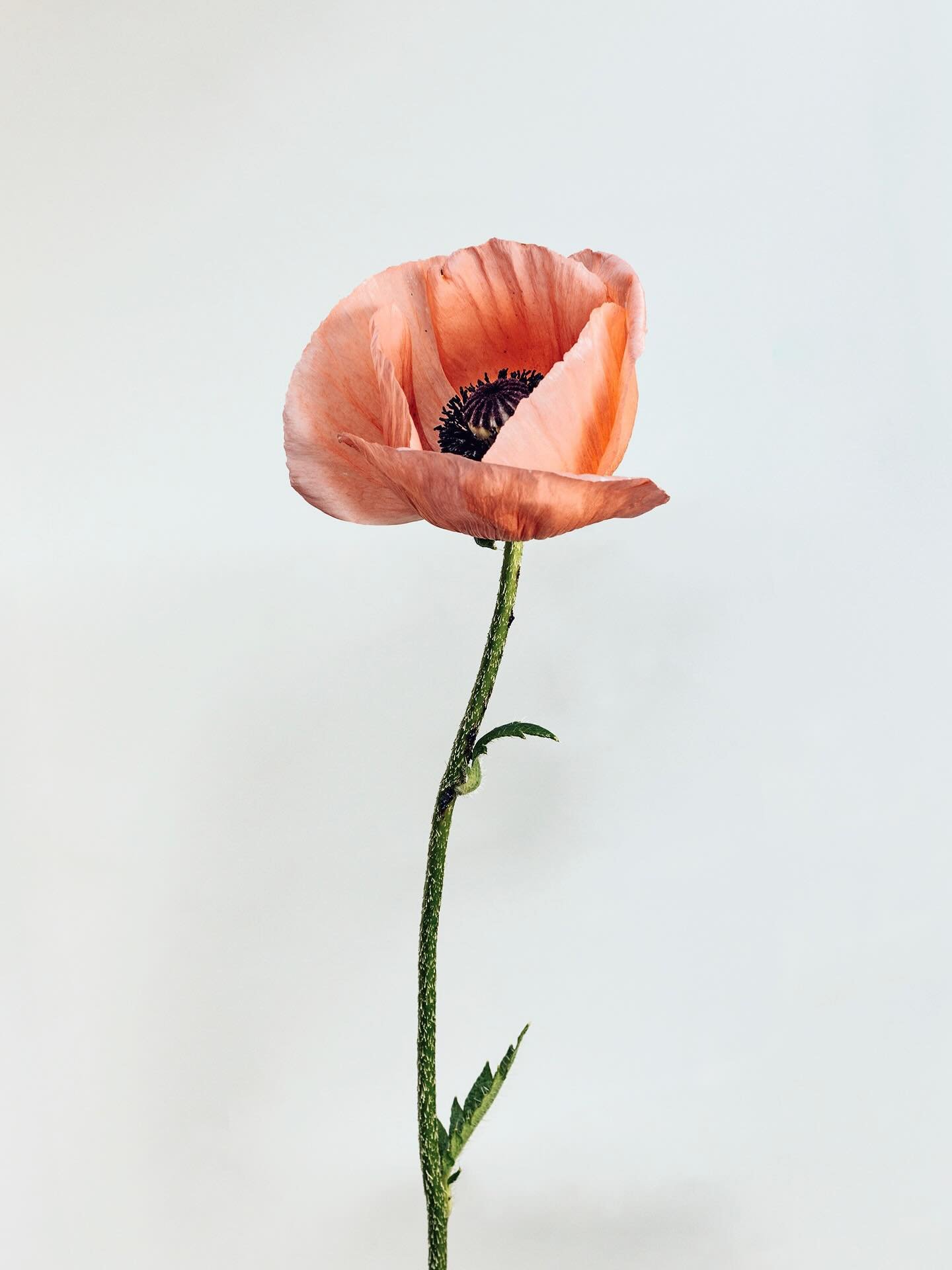 The result of yesterday&rsquo;s shoot. My neighbor&rsquo;s poppies.