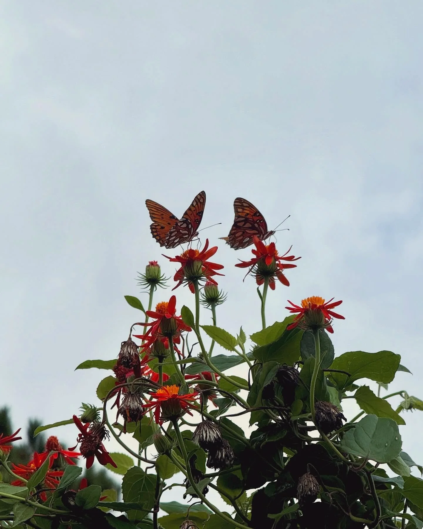 Gulf fritillaries in Bluffton, SC.