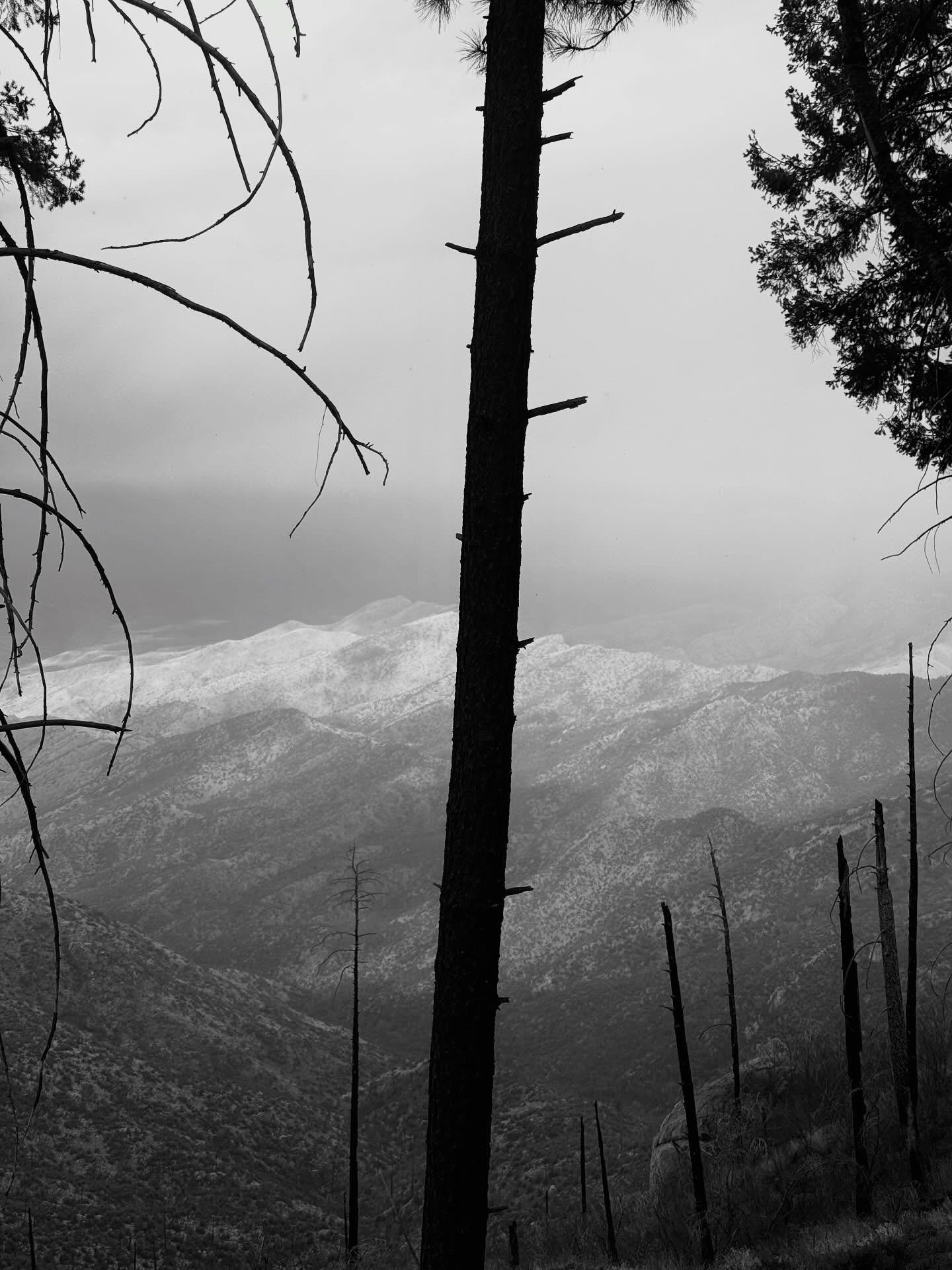 Scenes from Tucson &amp; Mount Lemmon with @bill_wright, @augbenzo, @suskawoo, @das_meyer, @mark.leone, @saraphina_saspar &amp; Wolfie!