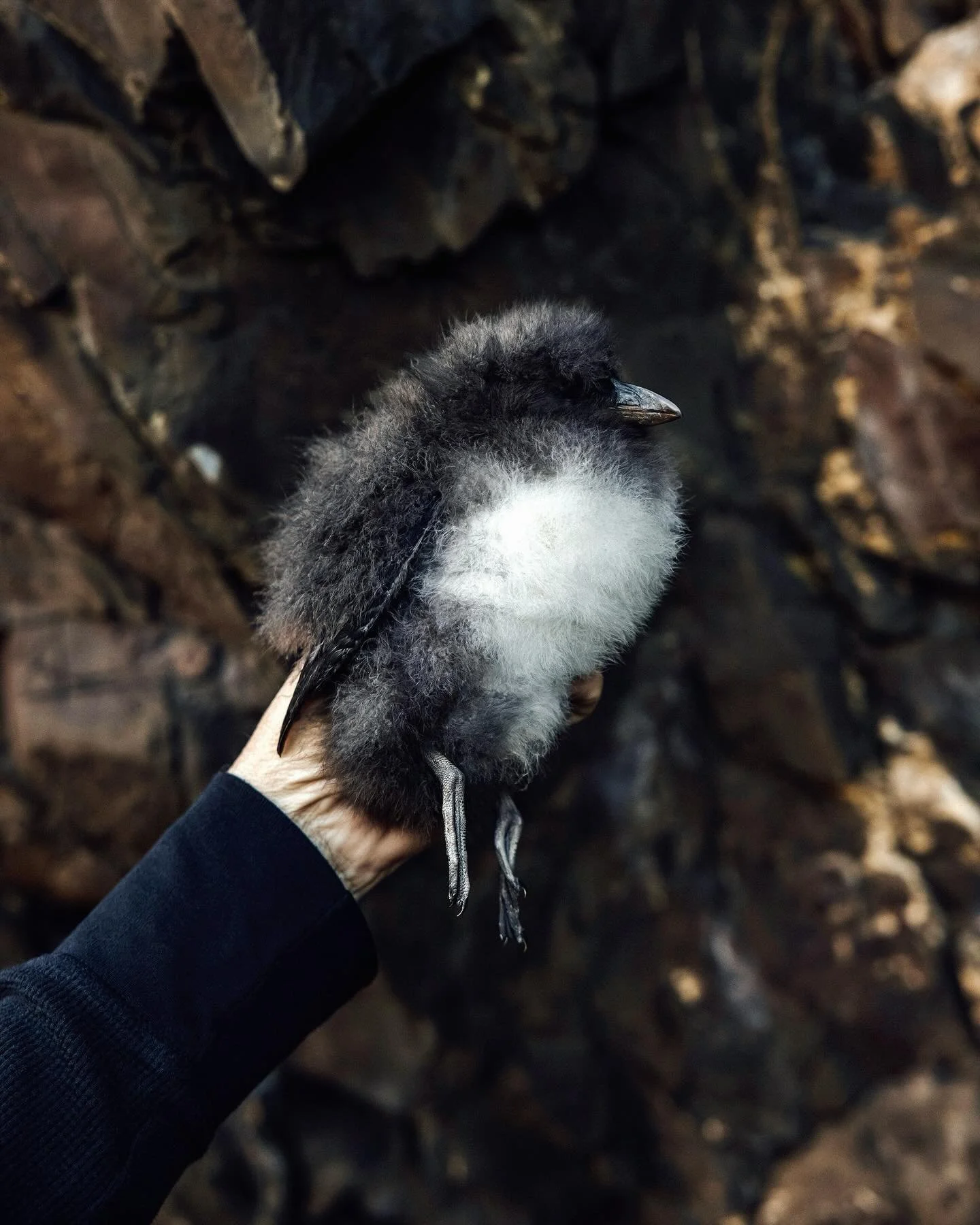 Puffling. Bakkager&eth;i, Iceland.