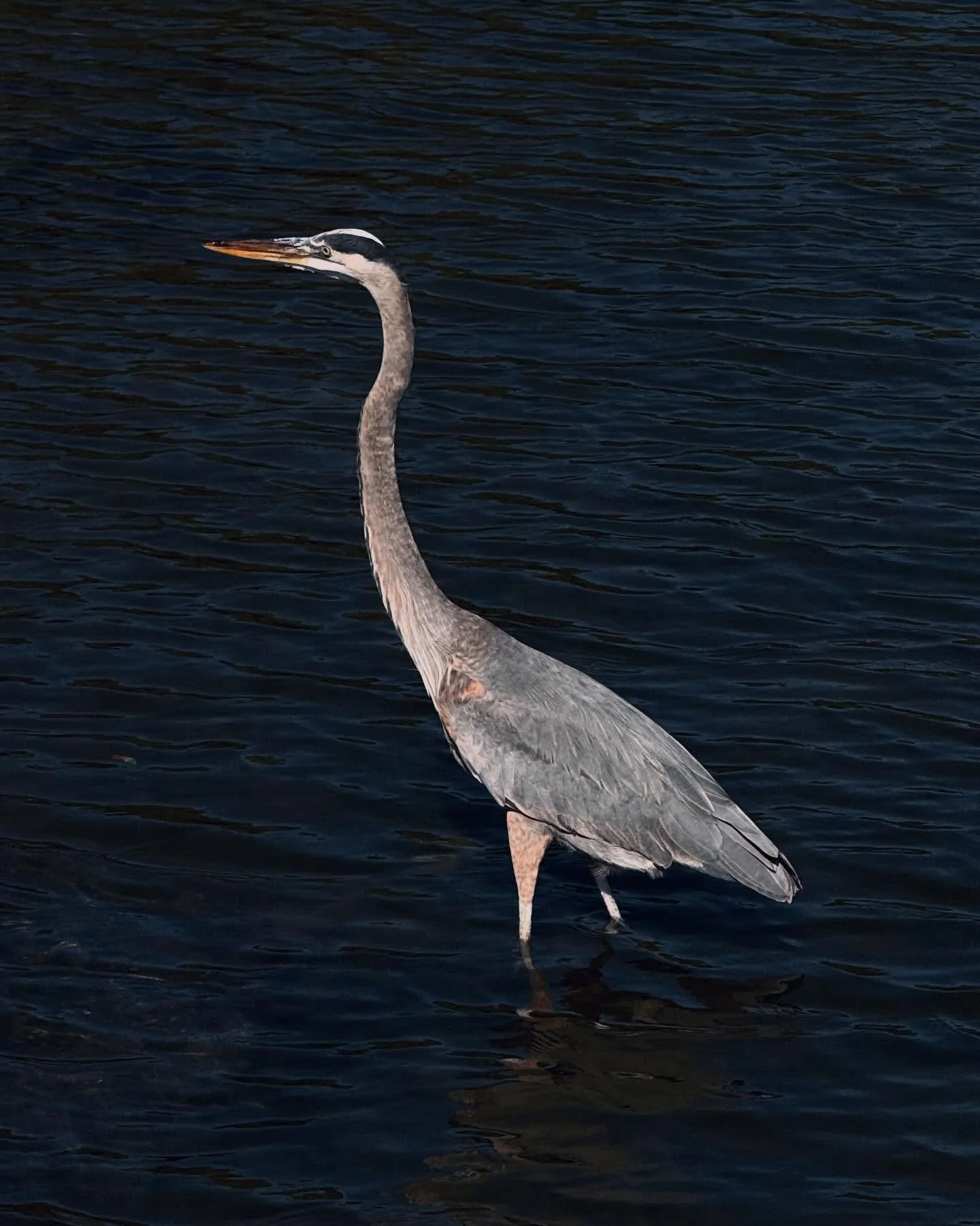 Scenes from Palm Bay, FL.