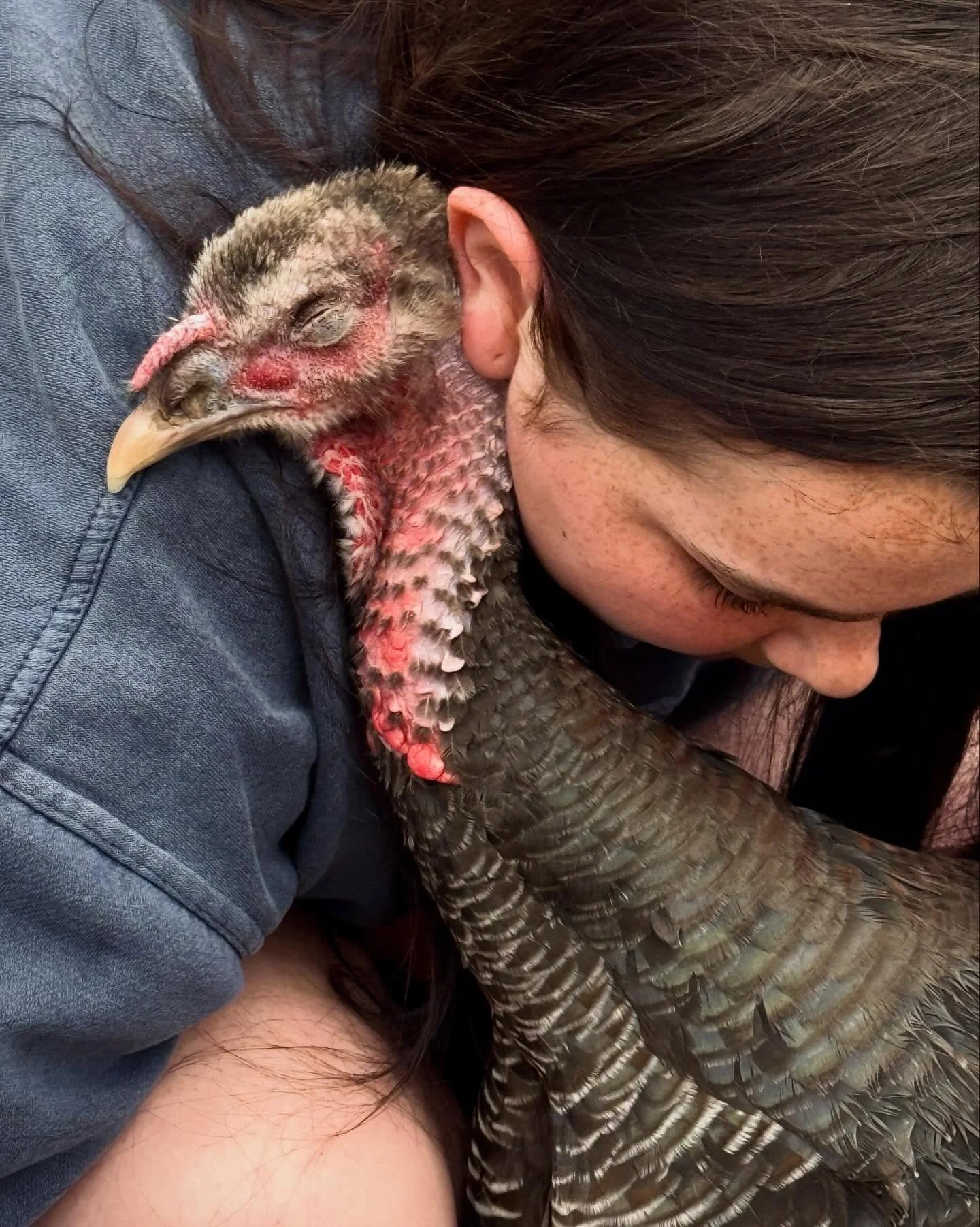 I've never met a sweeter turkey. Mimi &amp; Poppy.