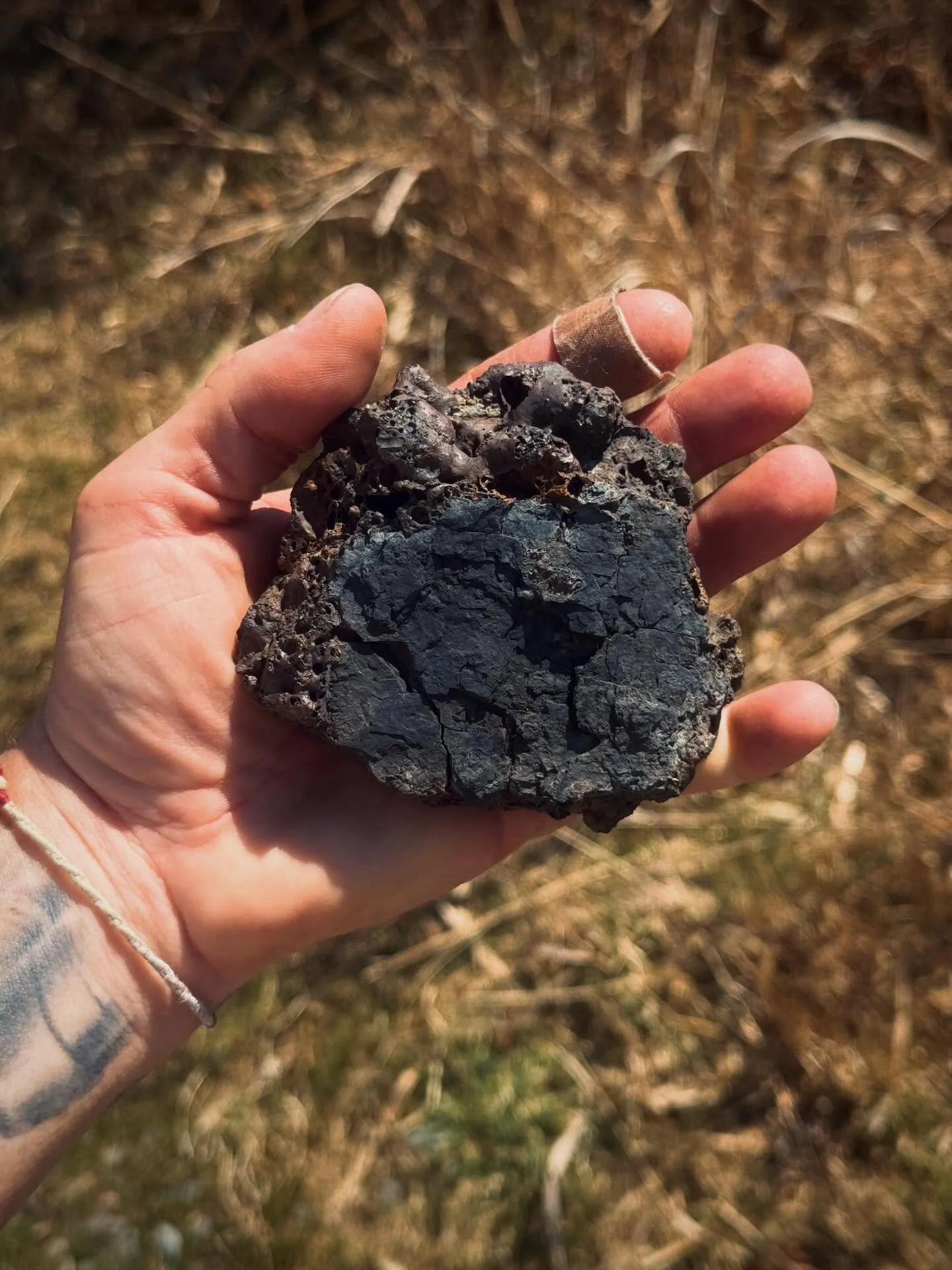 Coal slag, woodpecker holes, osprey, Canada goose on her nest.