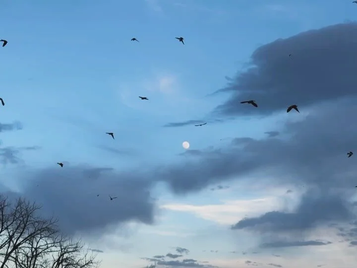 Cliff swallow madness at Rocky Mountain Arsenal Nat&rsquo;l Park.