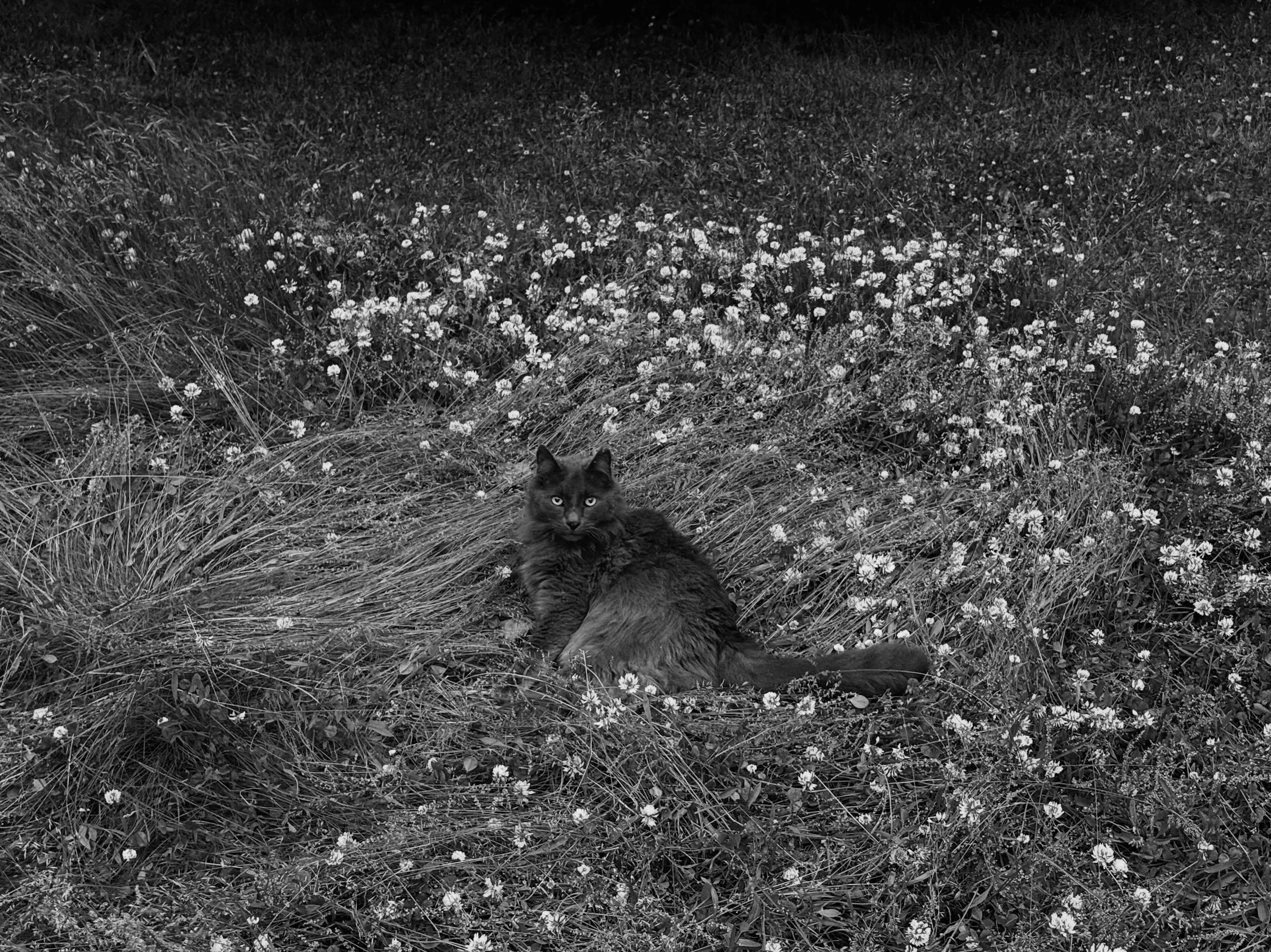 Seaweed in the meadow.