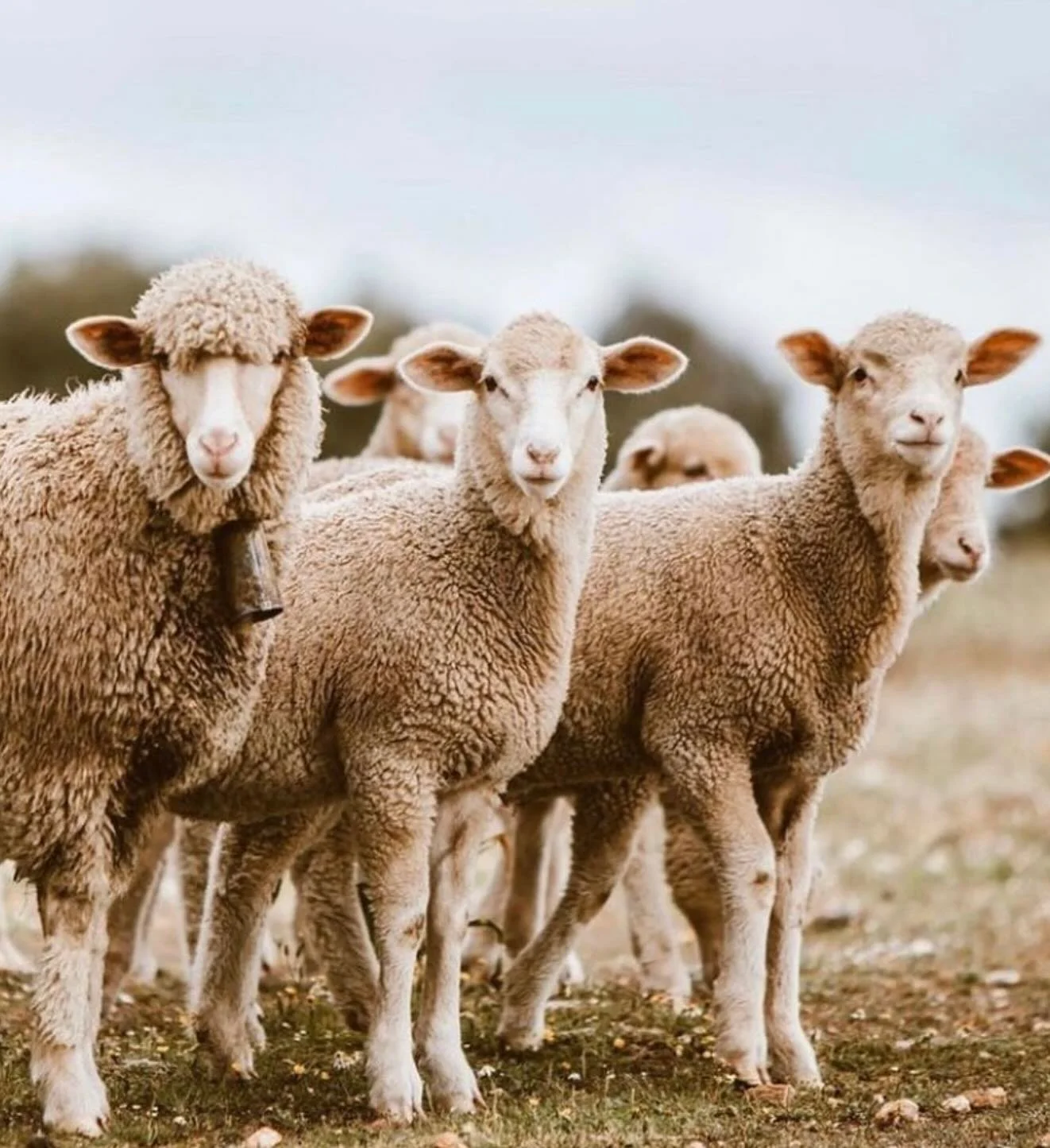 ✨FREE WINE WEEK WINE TASTING!!! Please join us in welcoming our favorite cheese guy, Nigel Lindgren from Rogers Imports, for a fun evening of classic wine and cheese pairings! We&rsquo;re featuring some Legendary regions of France and Spain with five