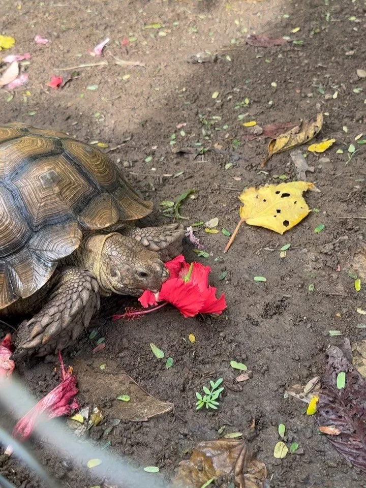 Save the date!!! Maui Wowee party Saturday Feb 28- 5-9ish pm. I&rsquo;ll be fresh off my Maui vacation- full of ideas and treats to share with y&rsquo;all! $15/pp will get you in and access to a spread of Maui inspired snacks. Additional food, desser