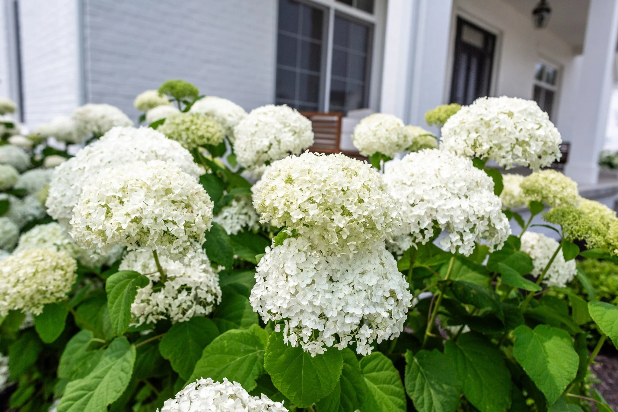 How Can I Create A Pet-Friendly Landscape At Home?