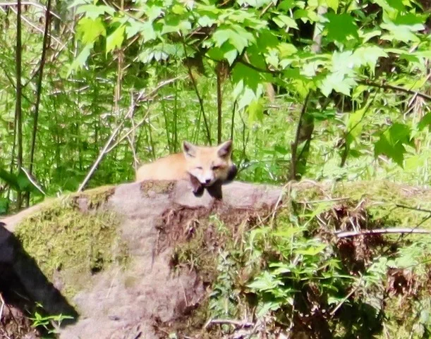 They live only about 50 yards from a neighboring Airstream and only 15 feet from a trail leading to the back of the property.