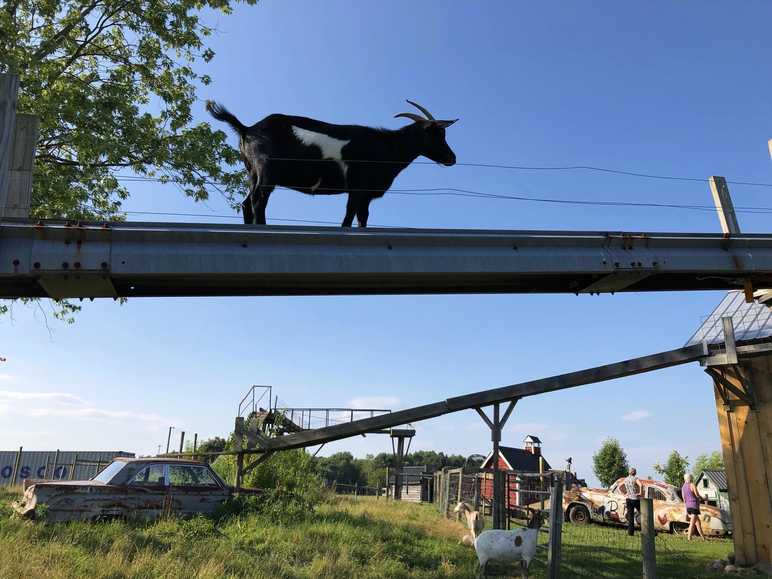 A goat playground