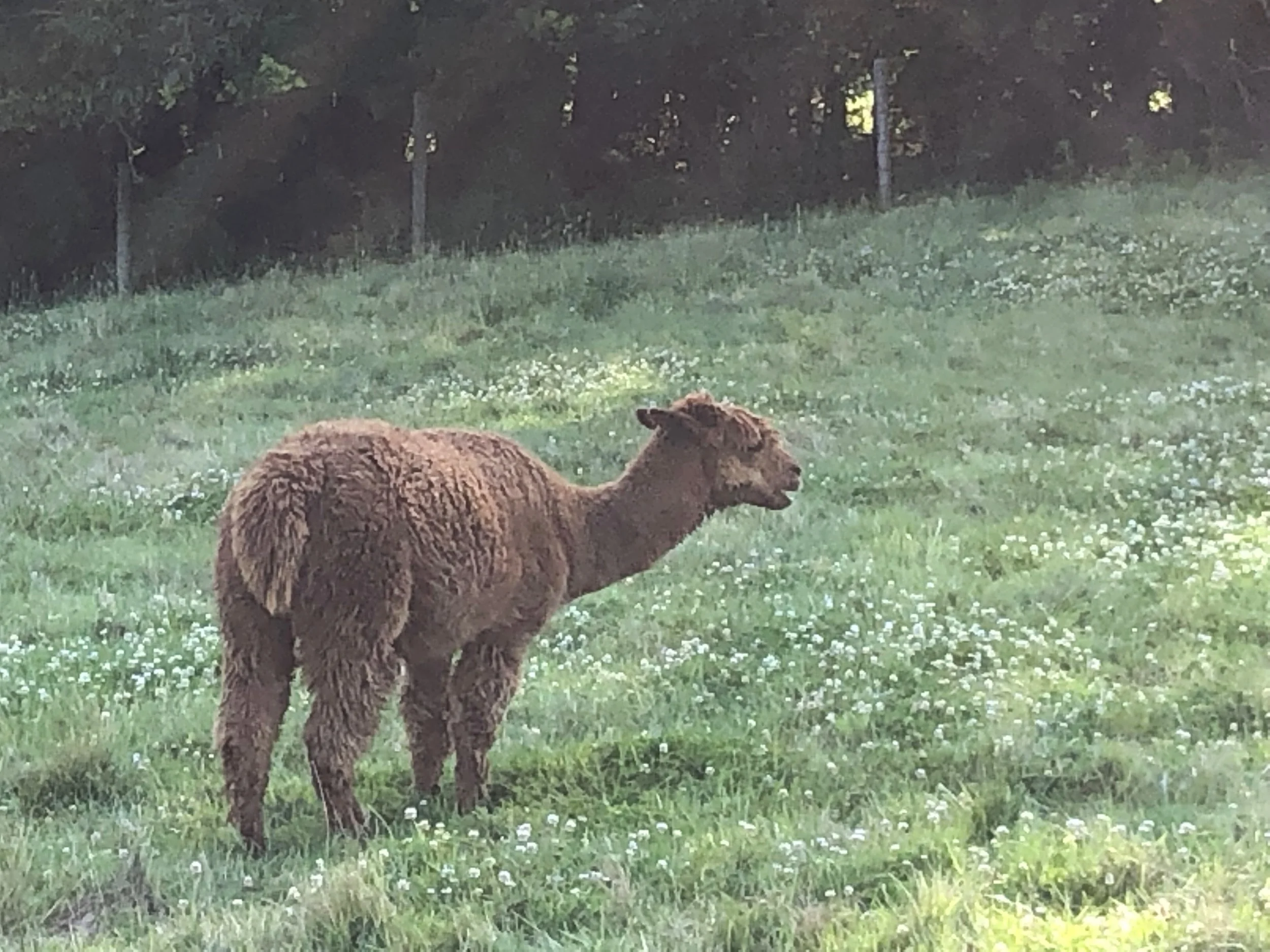 An Alpaca!