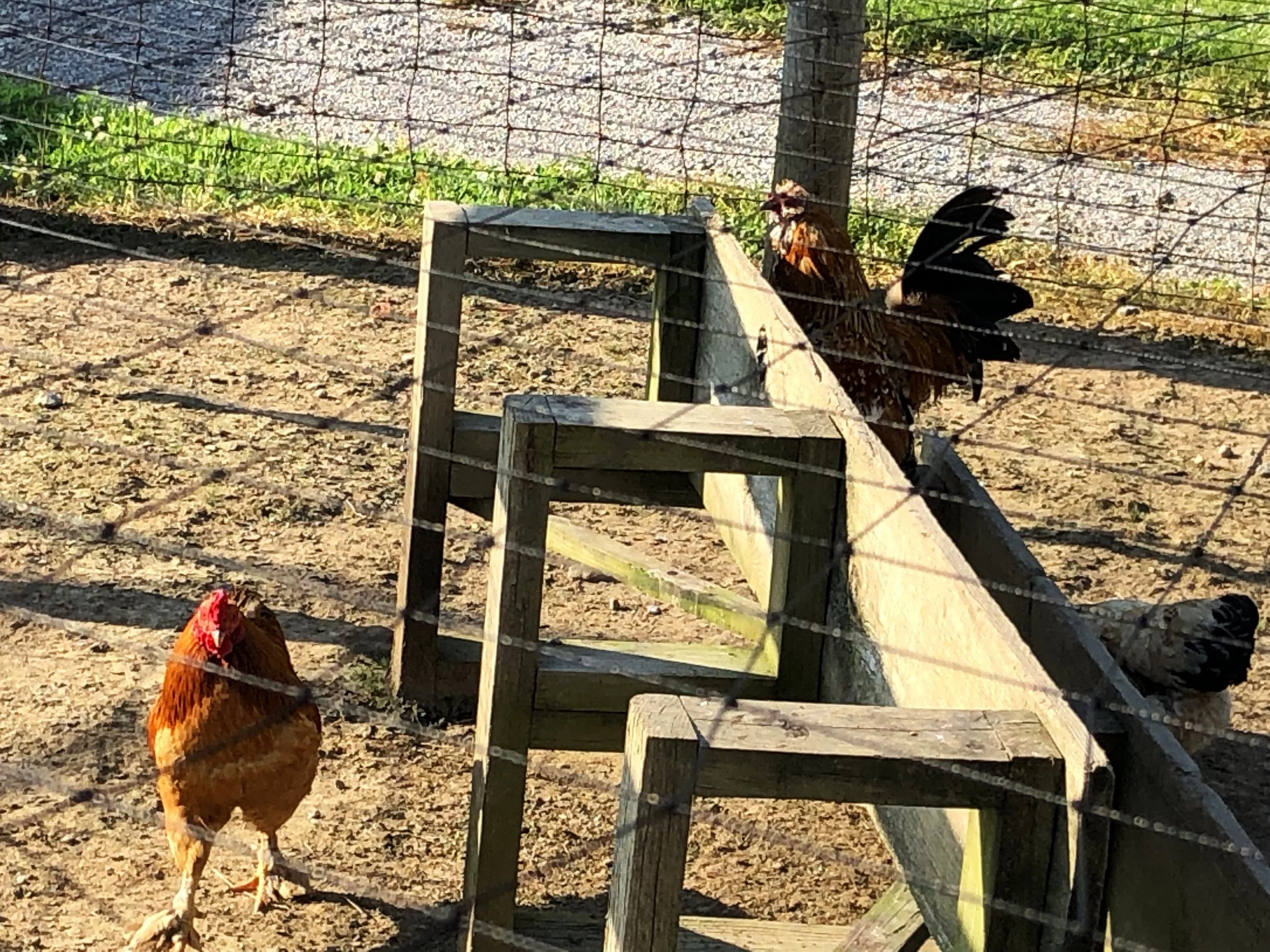 One of these guys woke us early the next morning.
