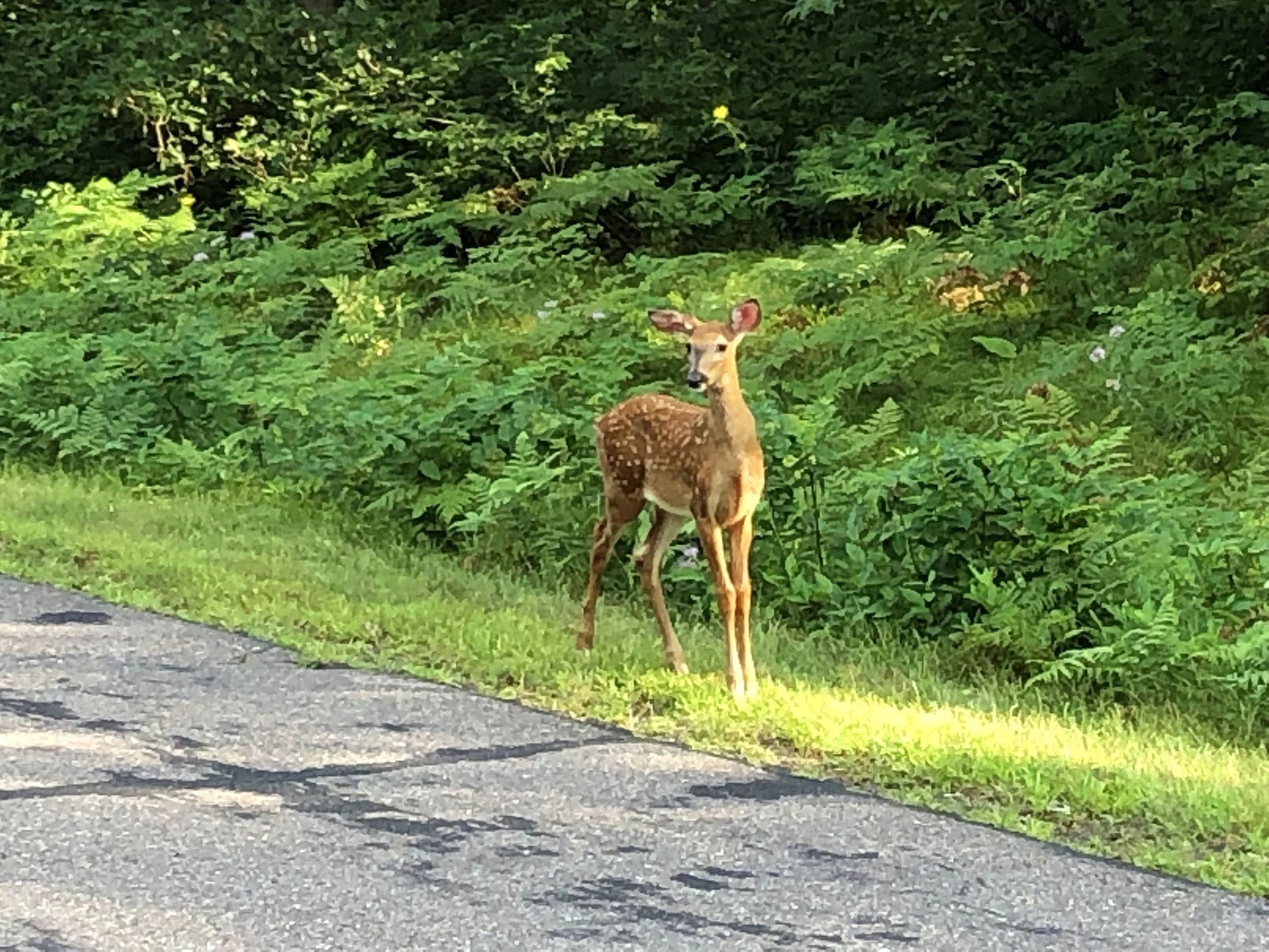 This little deer wasn’t at all afraid of us. The mother deer was across the street and they both seemed very comfortable around people - at least us!