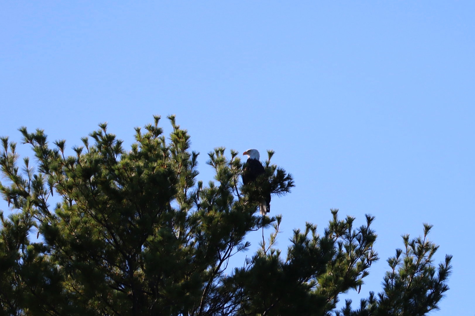 Taken from the boat. In the ‘70s the Eagle population on the islands was down to only 1 pair. Thankfully, they are back and flourishing. Suze and I get excited every time we see an eagle, but we seldom are able to get a photo.