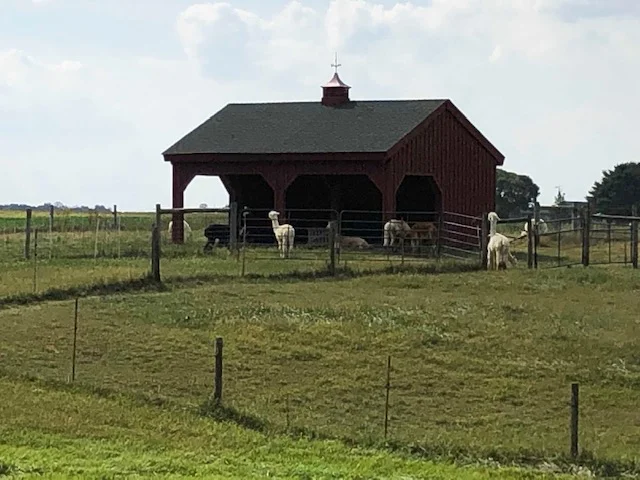 Suze was able to purchase some alpaca yarn taken from one of the more than 50 alpacas on the farm.