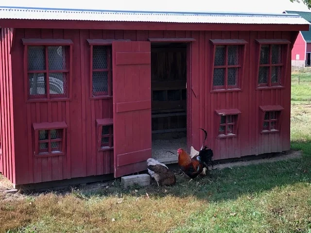 This rooster woke us pretty early!