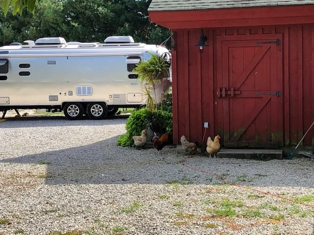 Goldie on the Alpaca farm.