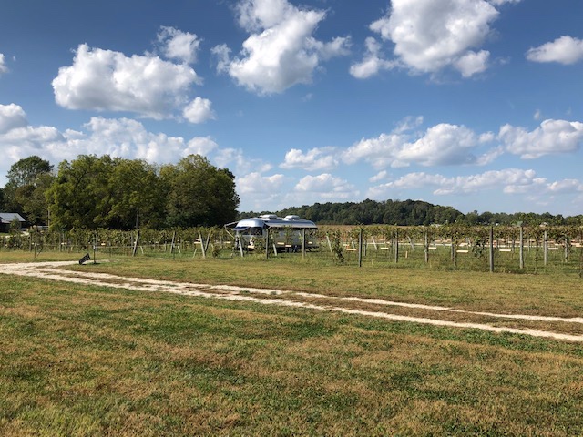 Goldie parked in the vineyard.