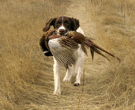 Bokeh Retrieve North Dakota 2007.JPG