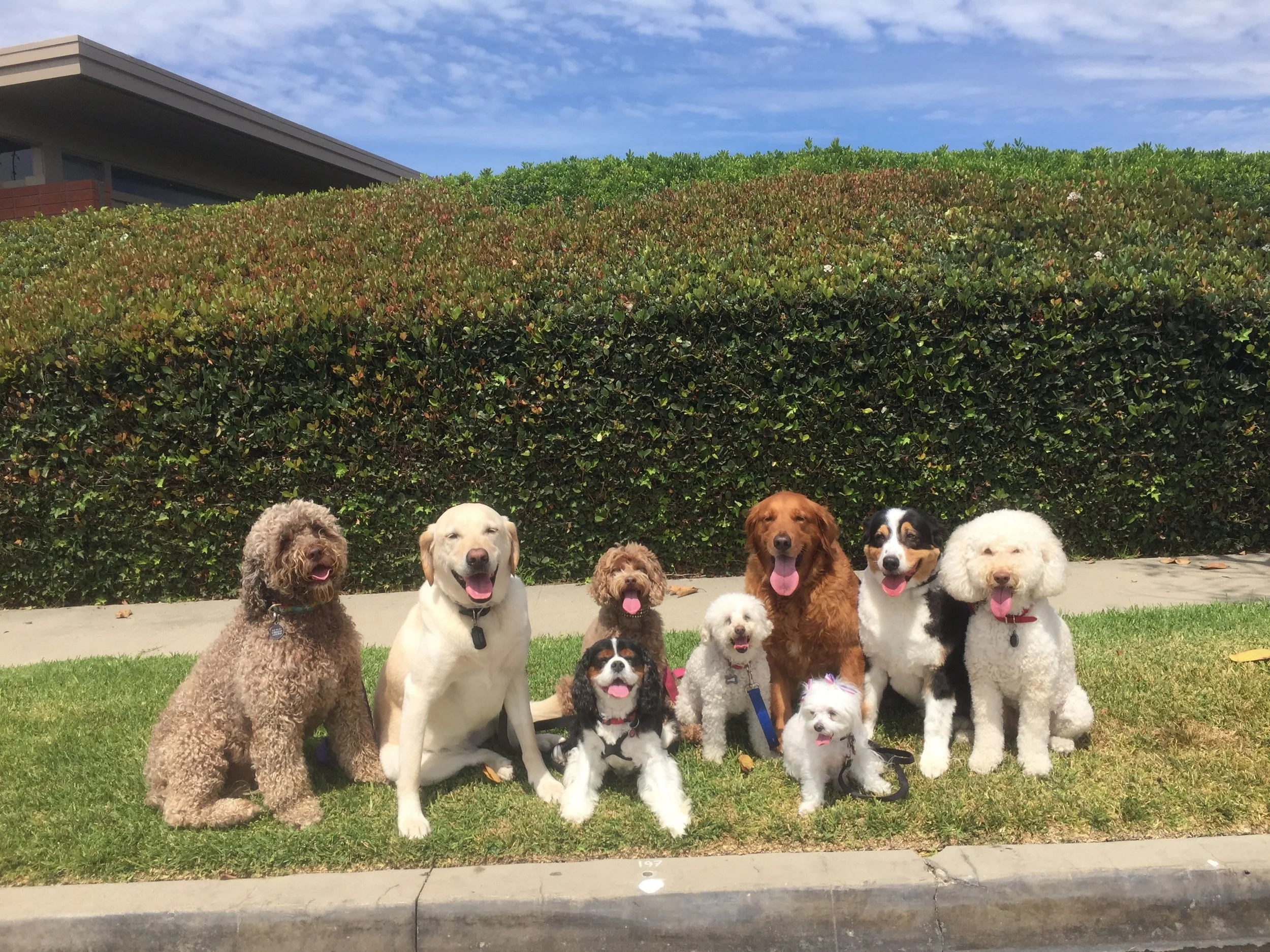 Sophie, June, Abby, Buddy, Sissy, Star, Bella, Indy & Puffy - Just a few more of Cat’s satisfied clients posing for a post workout pic.