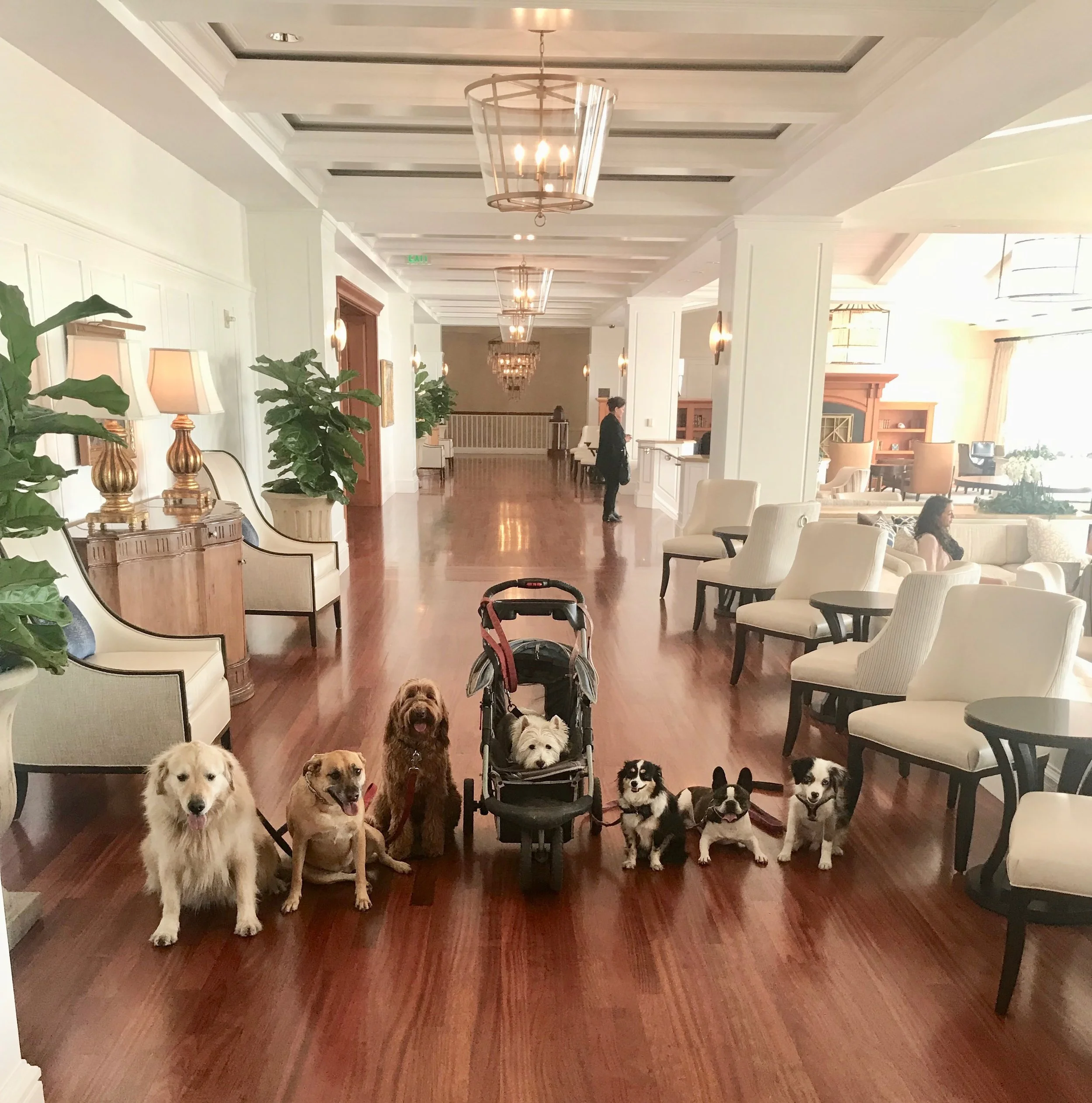 The Crew showing off their elevated behavioral skills at one of our favorite 5 Star stopping grounds - The Montage Resort & Spa in Laguna Beach, California.