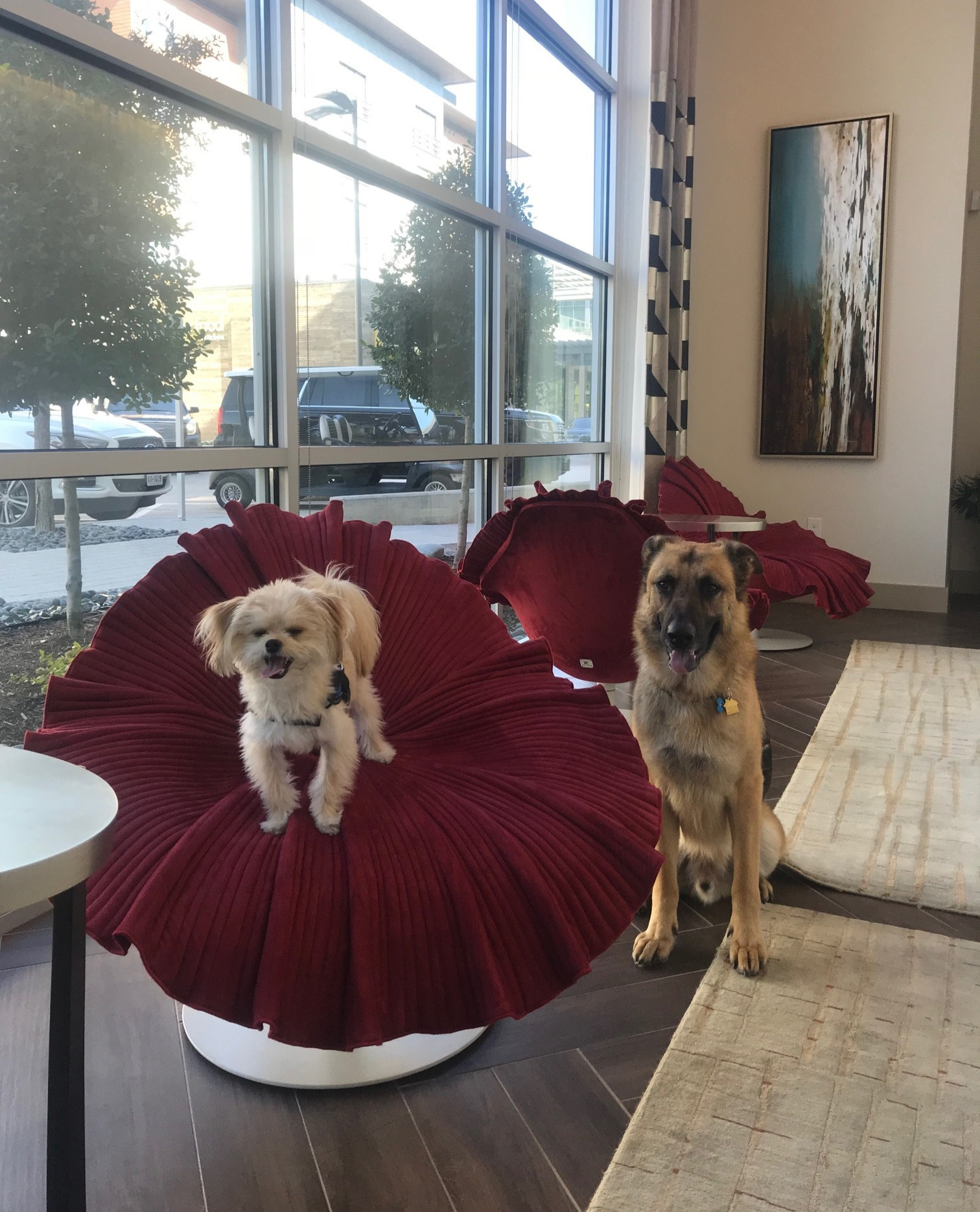 Oso with his buddy Gunner as he excitedly waits to receive the keys to his new luxury apartment at The Grand Legacy West in Plano, Texas!