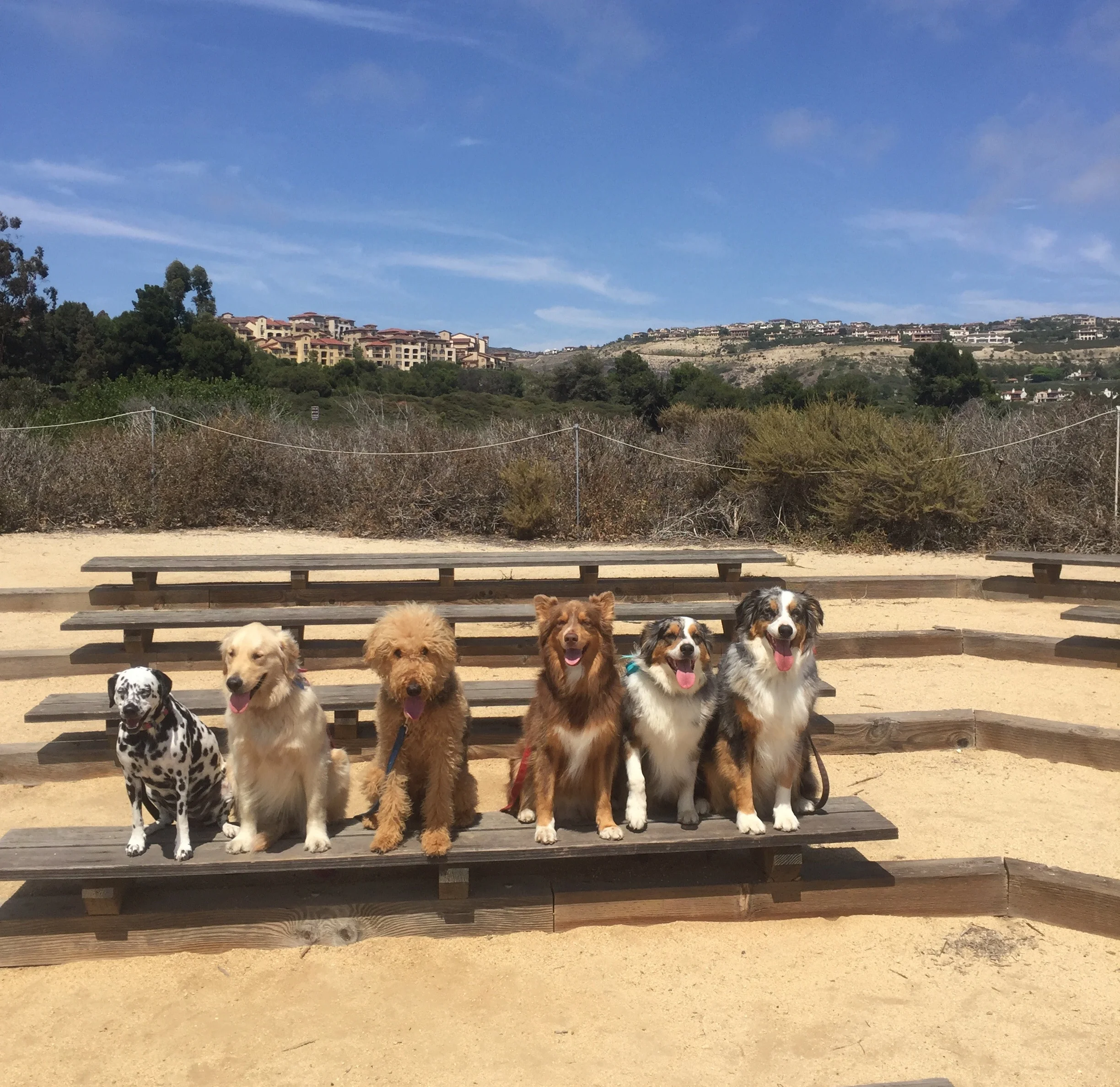 Smiley, Puppy Ella, Puppy Hazel, Carter, Echo and Bowie making rad things happen the Cat Walks Dog® way!